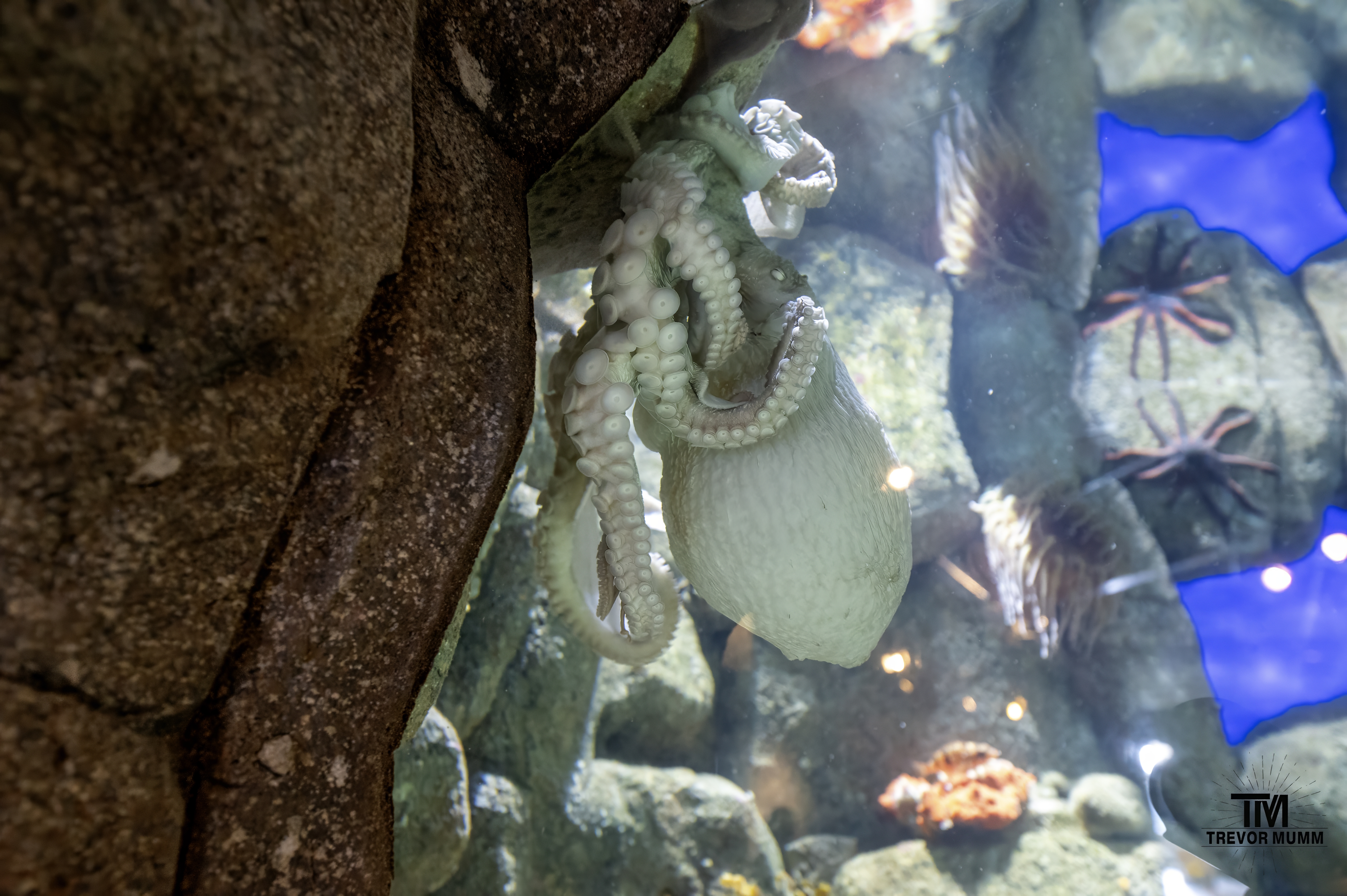 Monteray Bay Aquarium, 2025