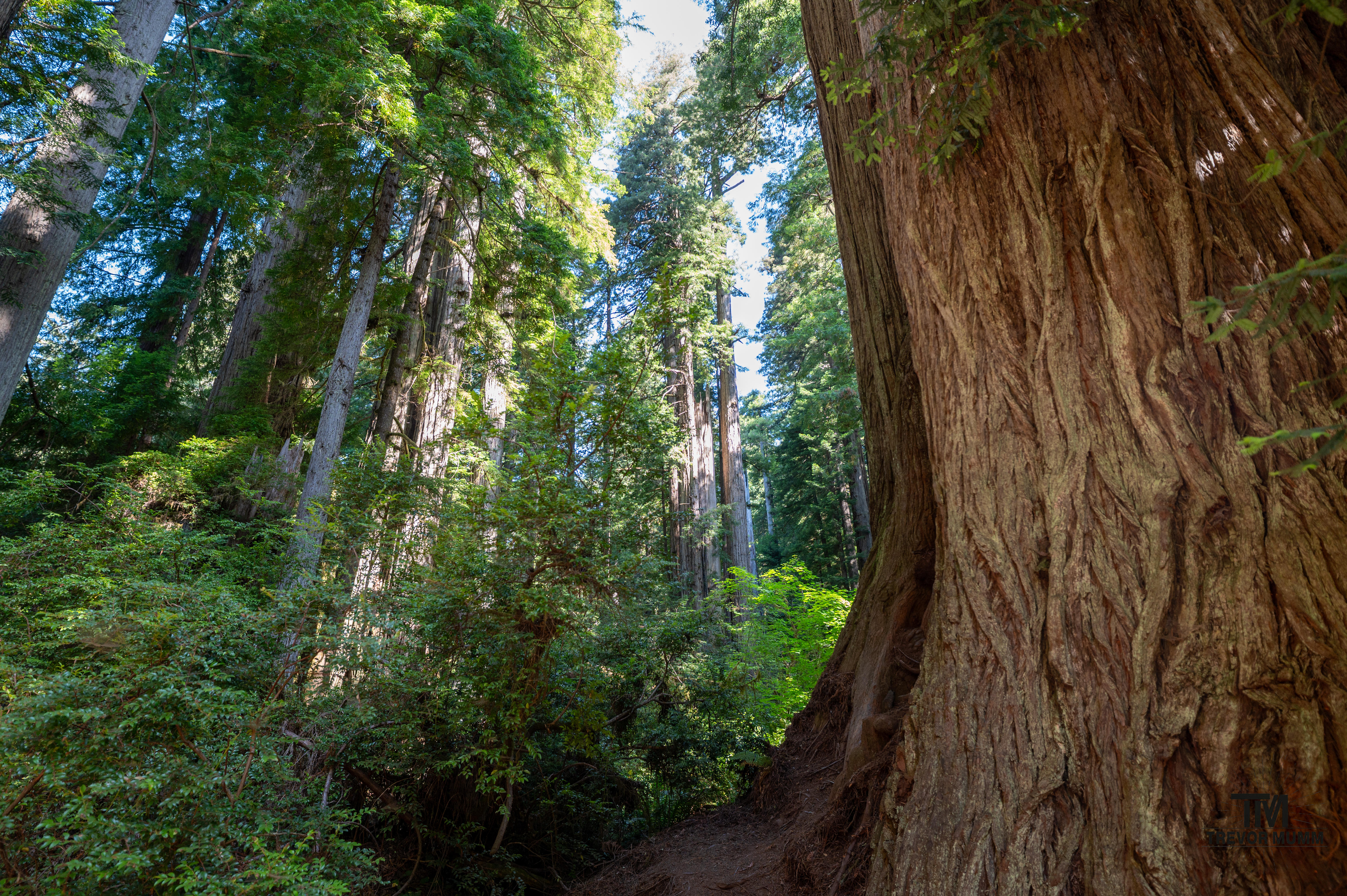 Red Wood National Park 2025