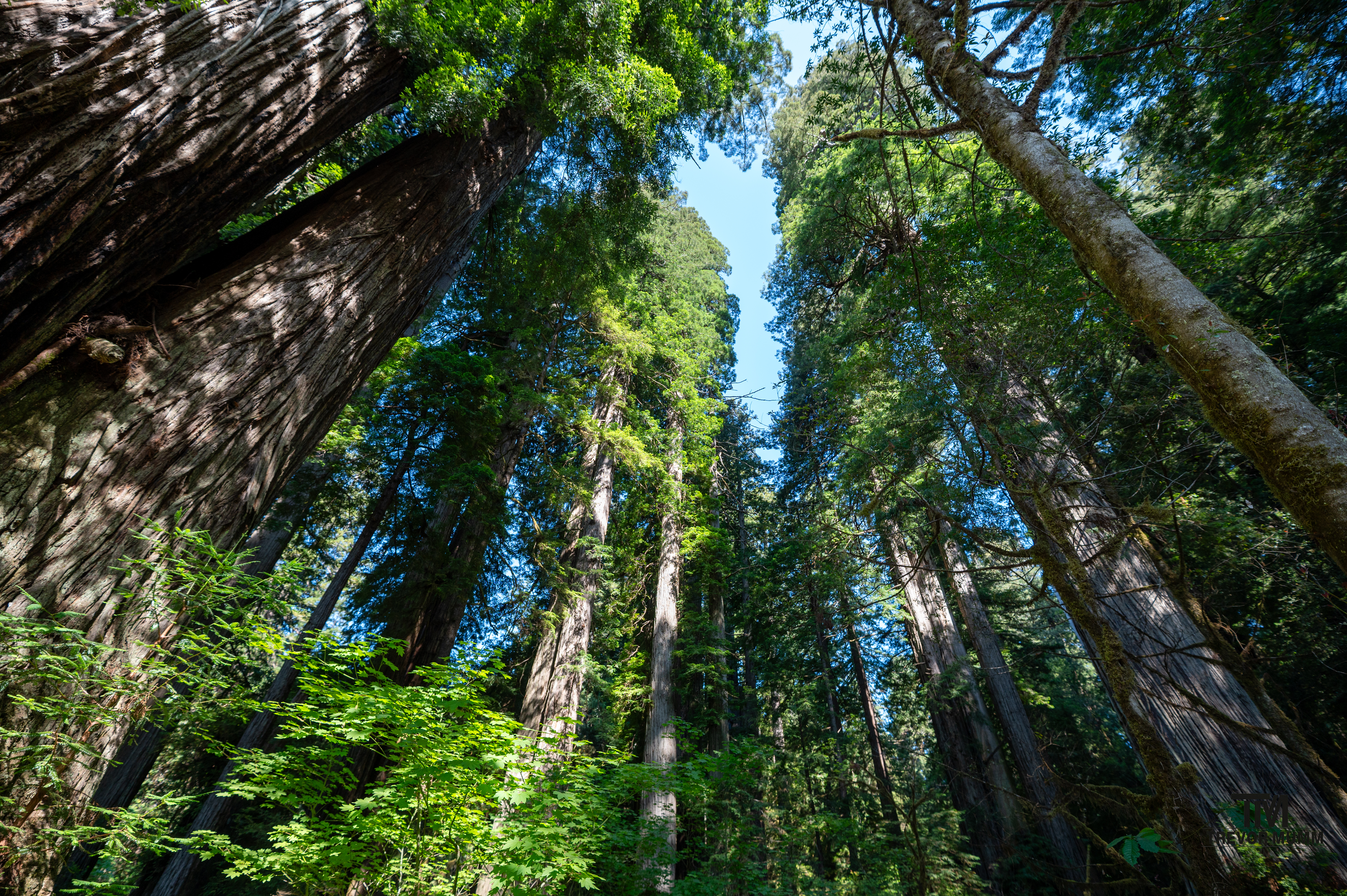 Red Wood National Park 2025