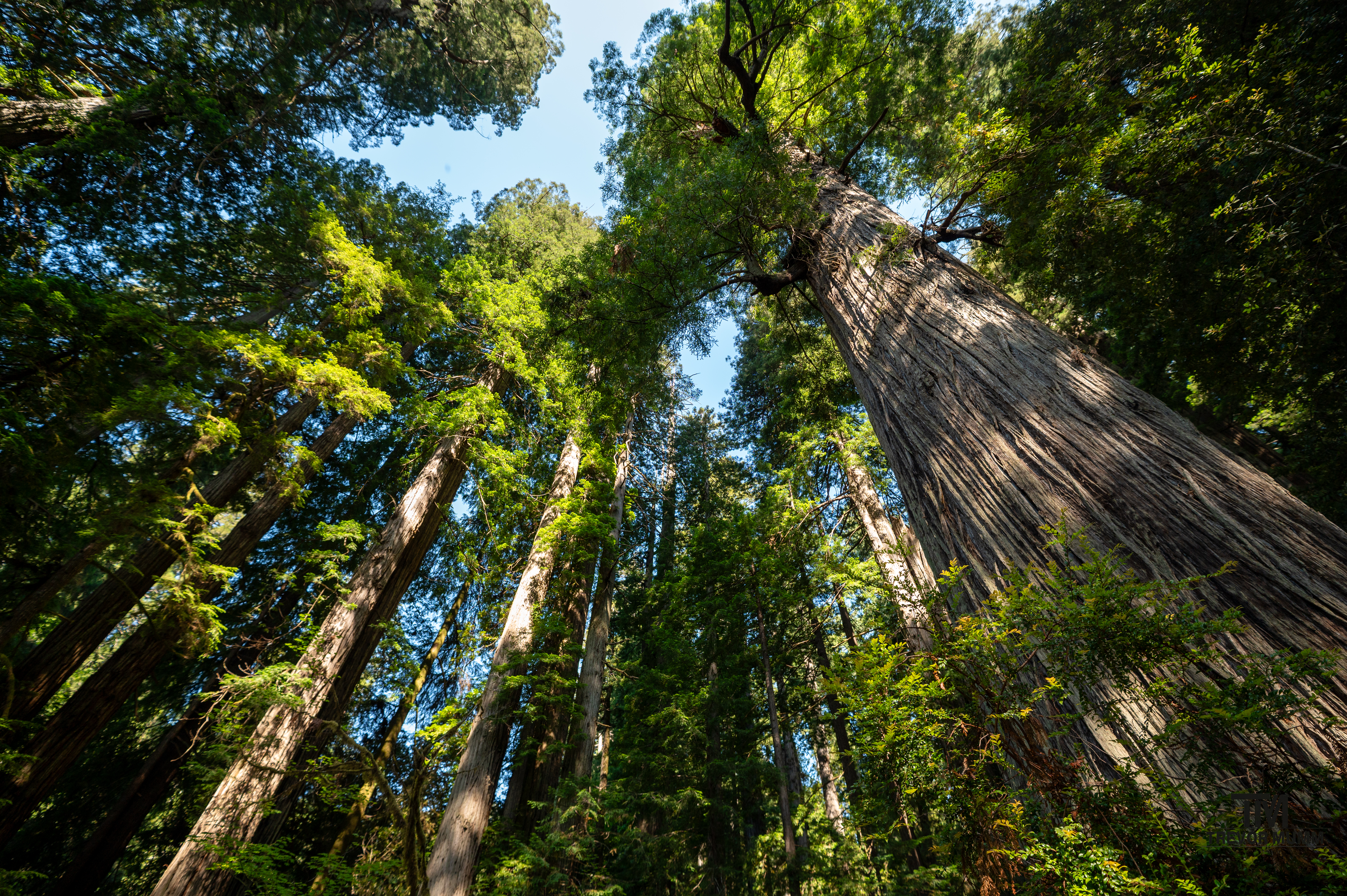 Red Wood National Park 2025