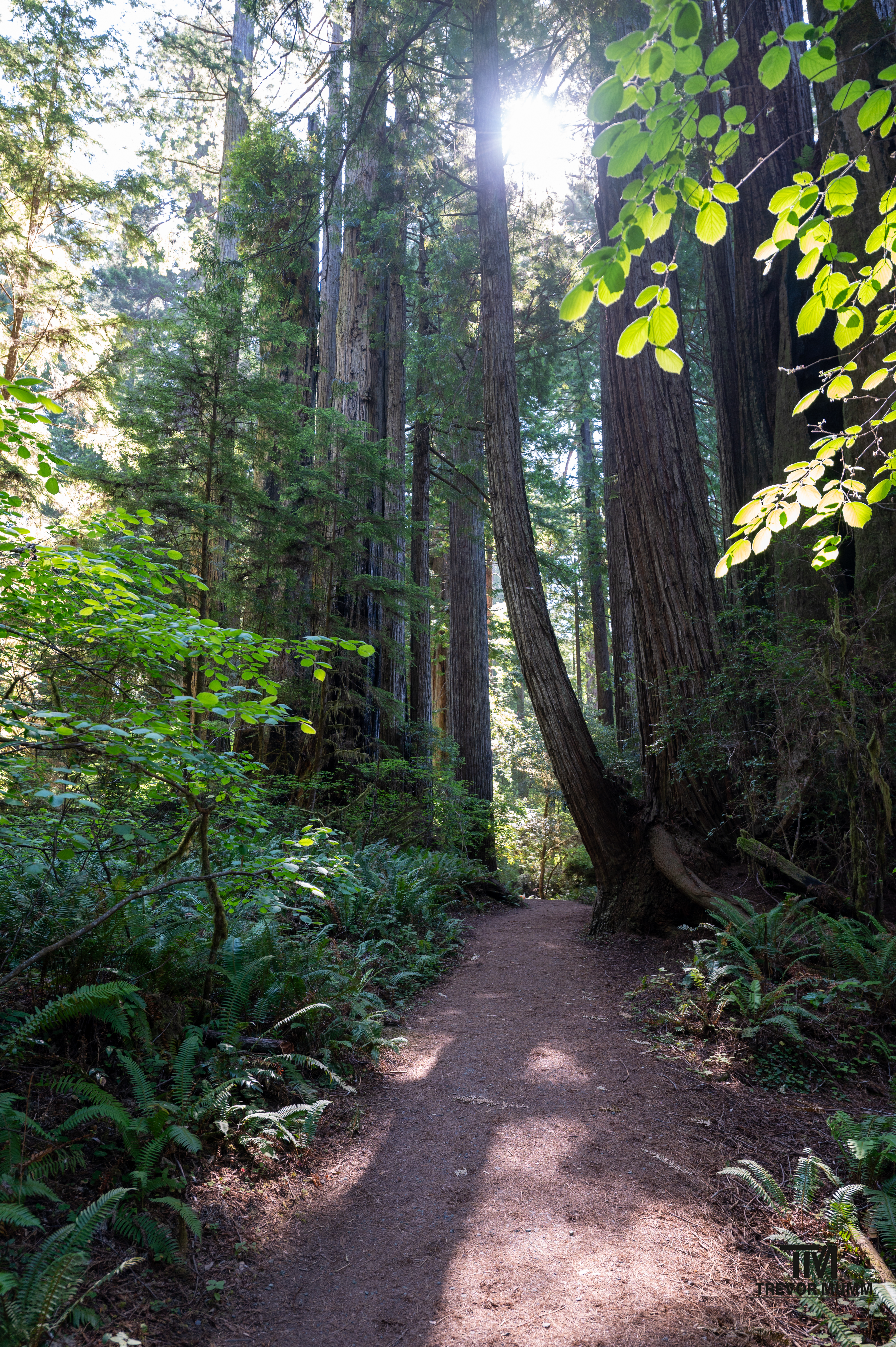 Red Wood National Park 2025