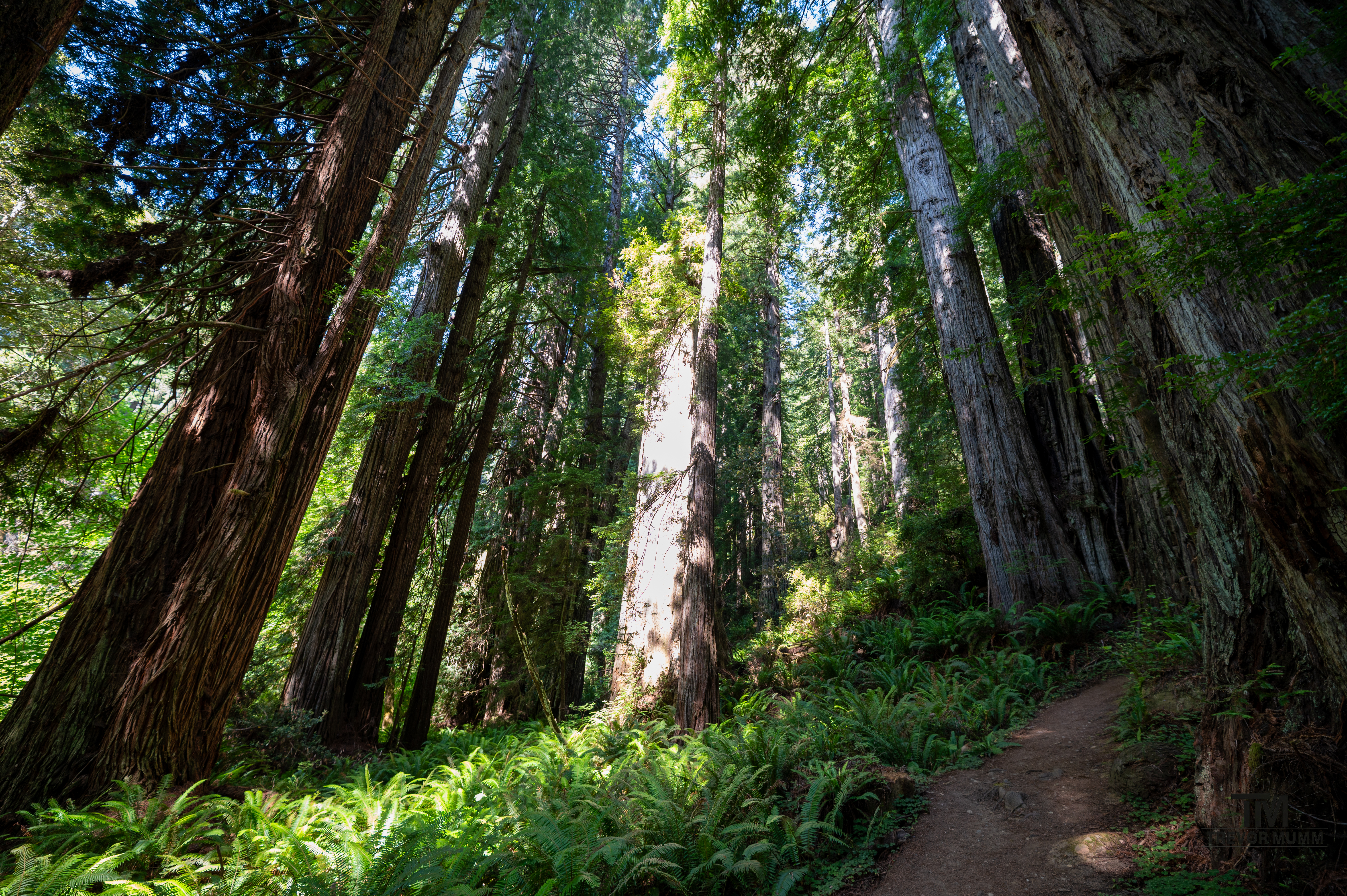 Red Wood National Park 2025