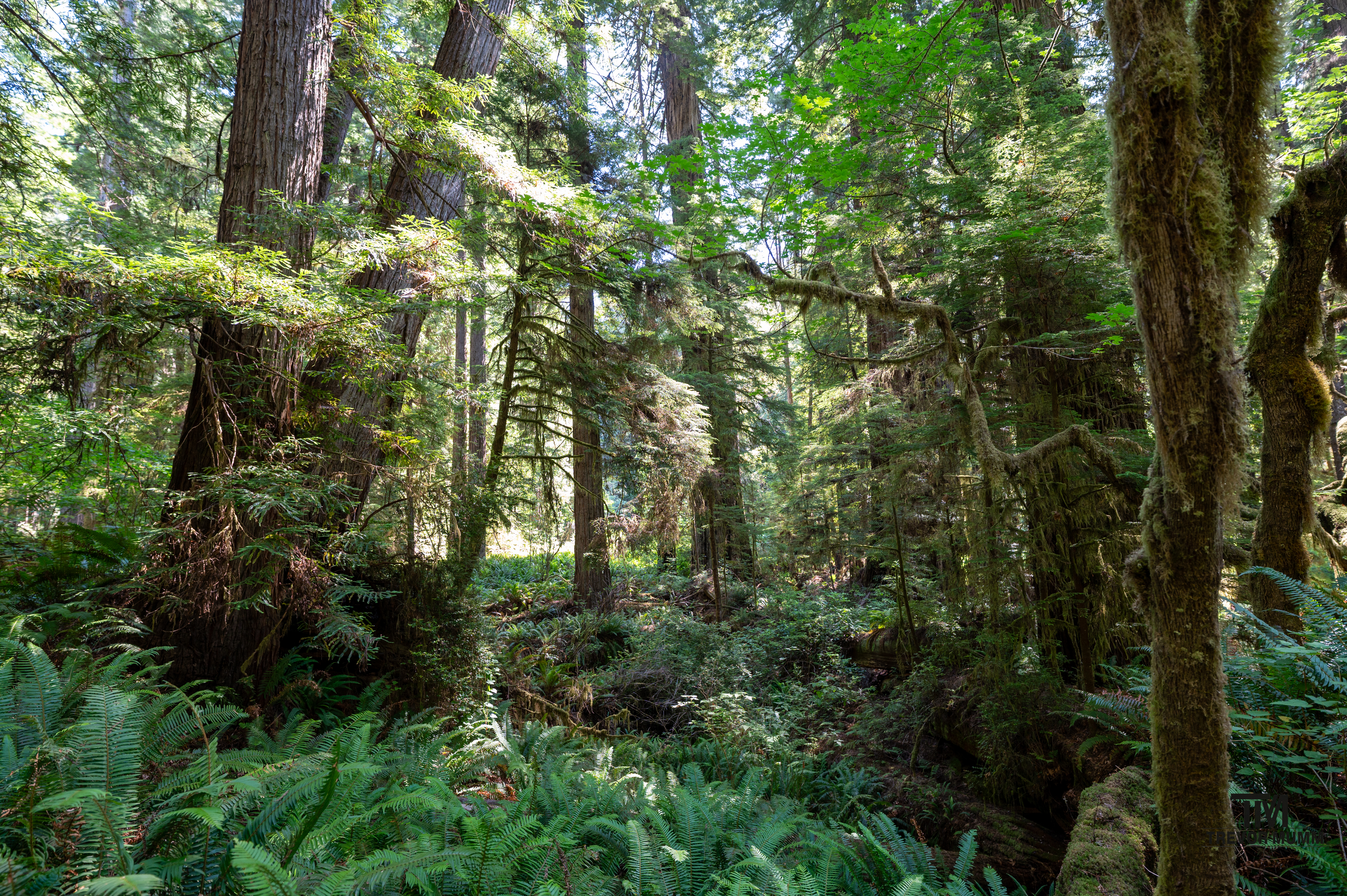 Red Wood National Park 2025