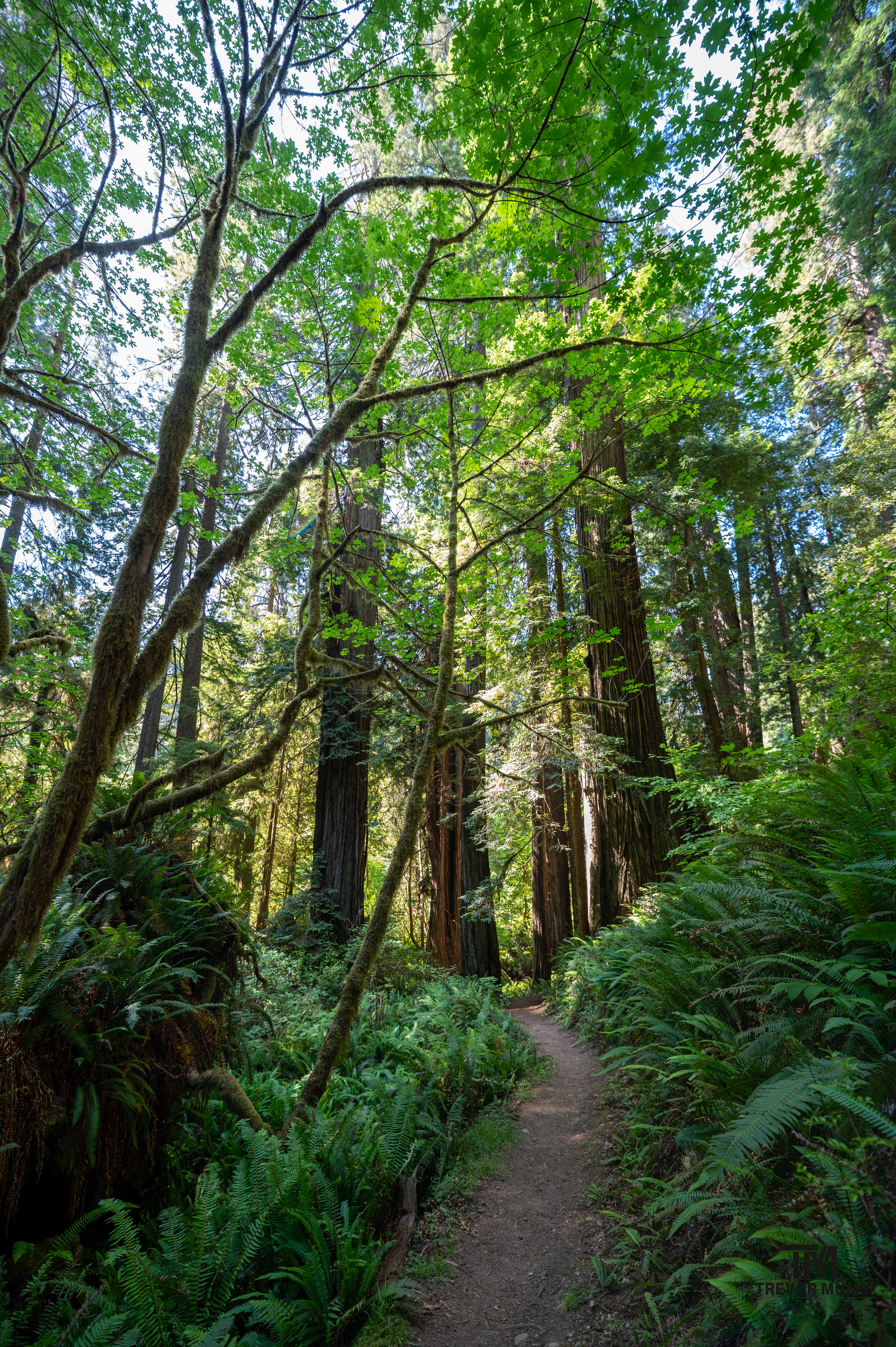 Red Wood National Park 2025