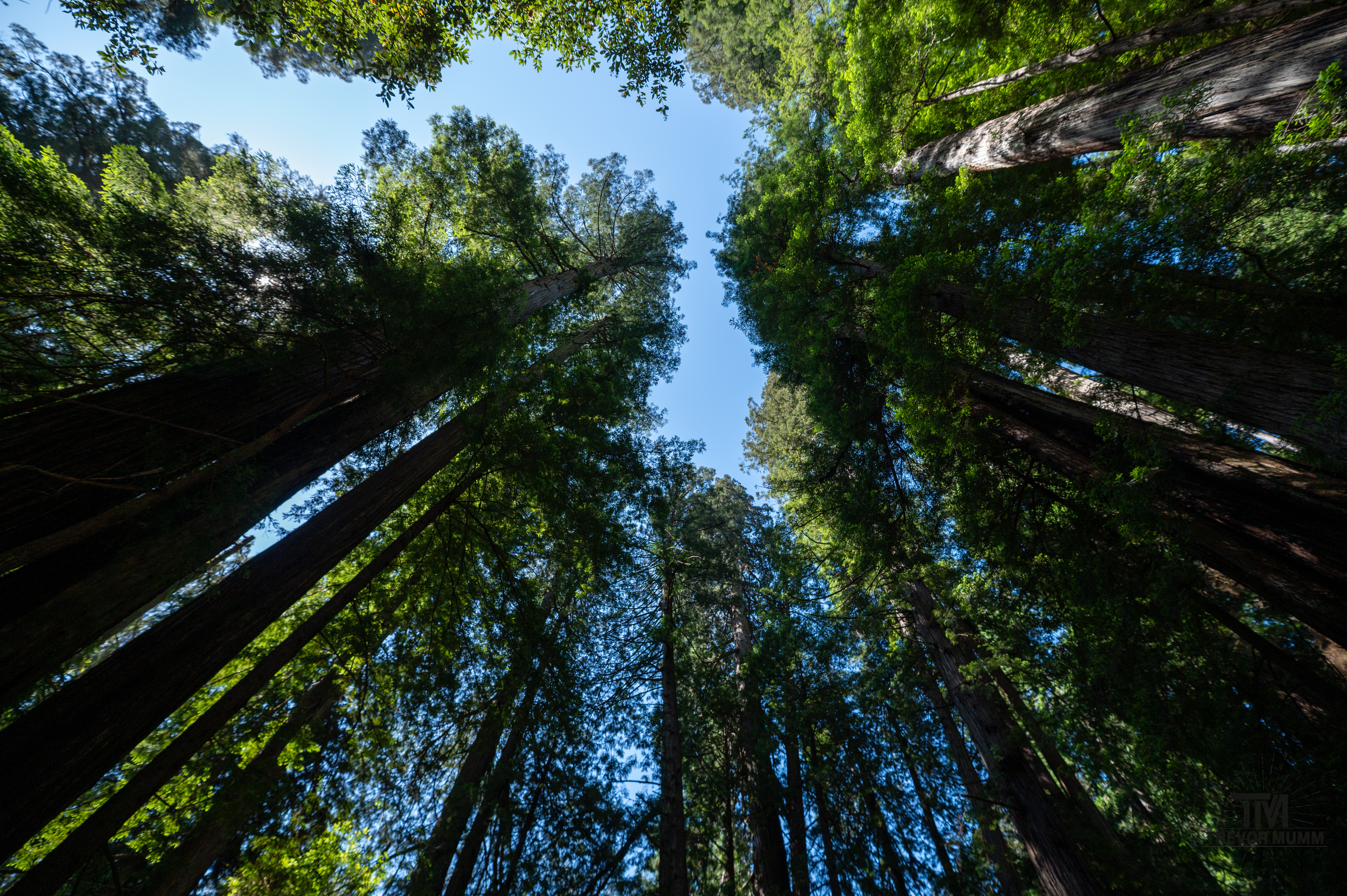 Red Wood National Park 2025