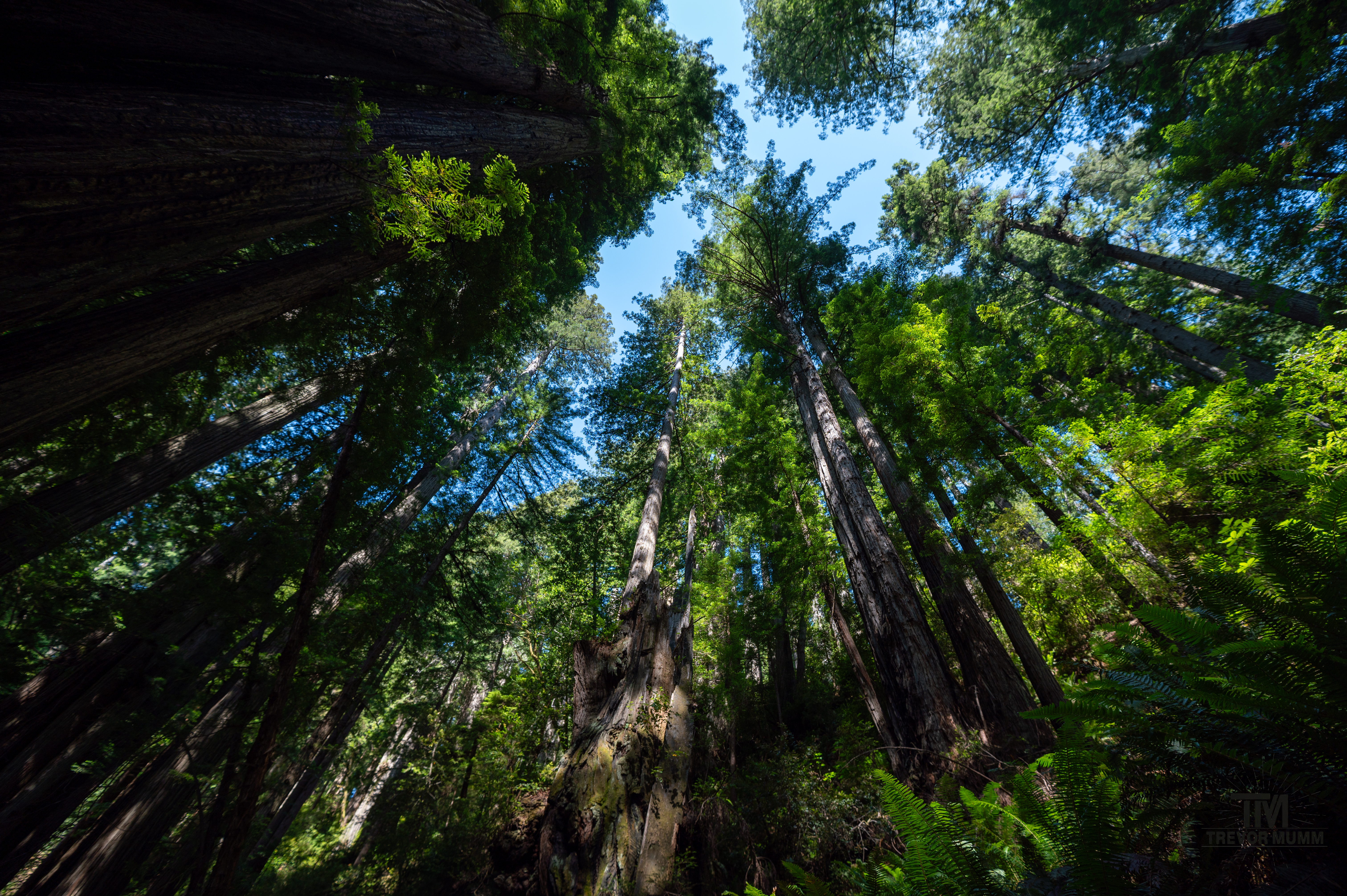 Red Wood National Park 2025