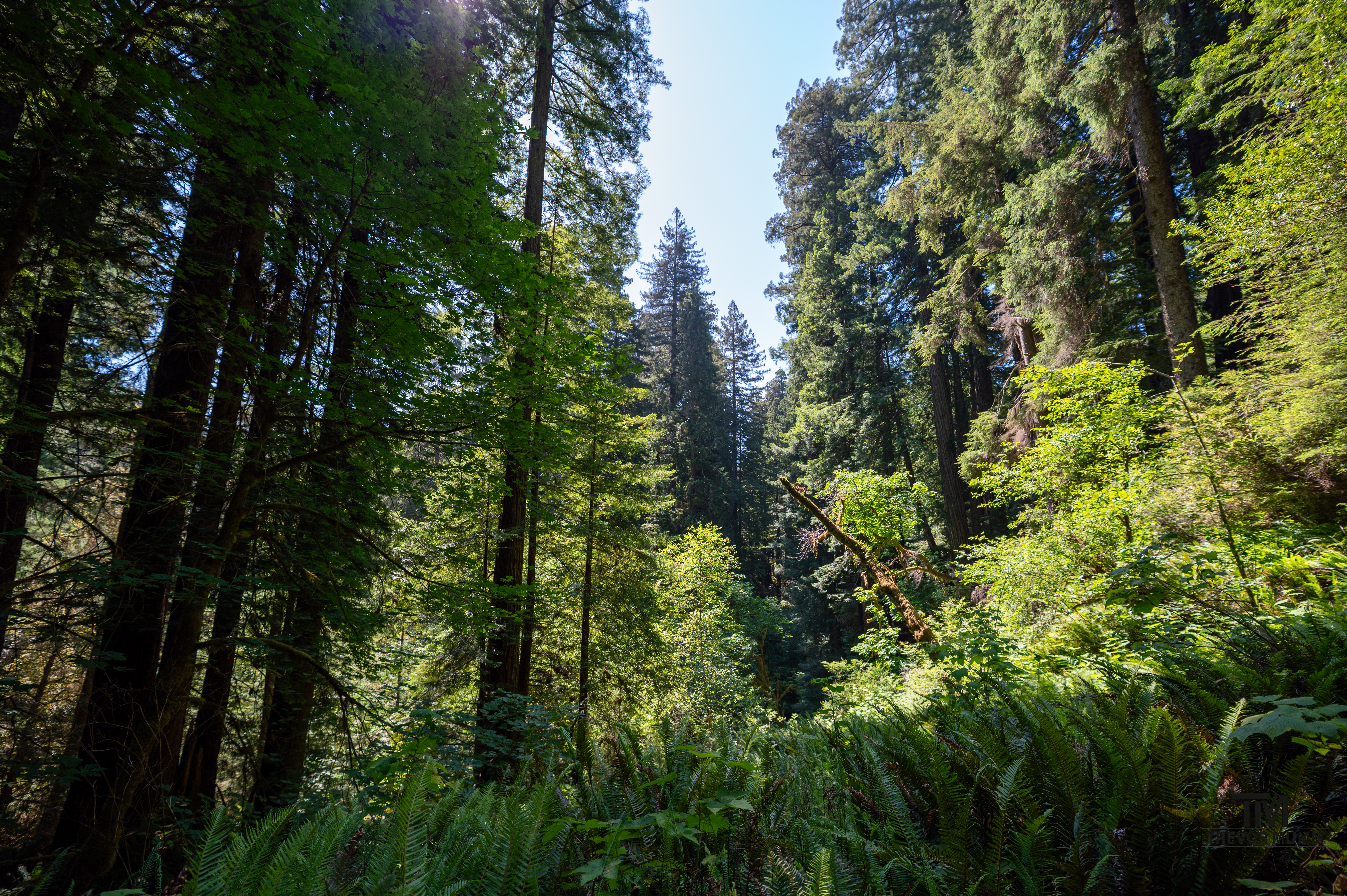 Red Wood National Park 2025