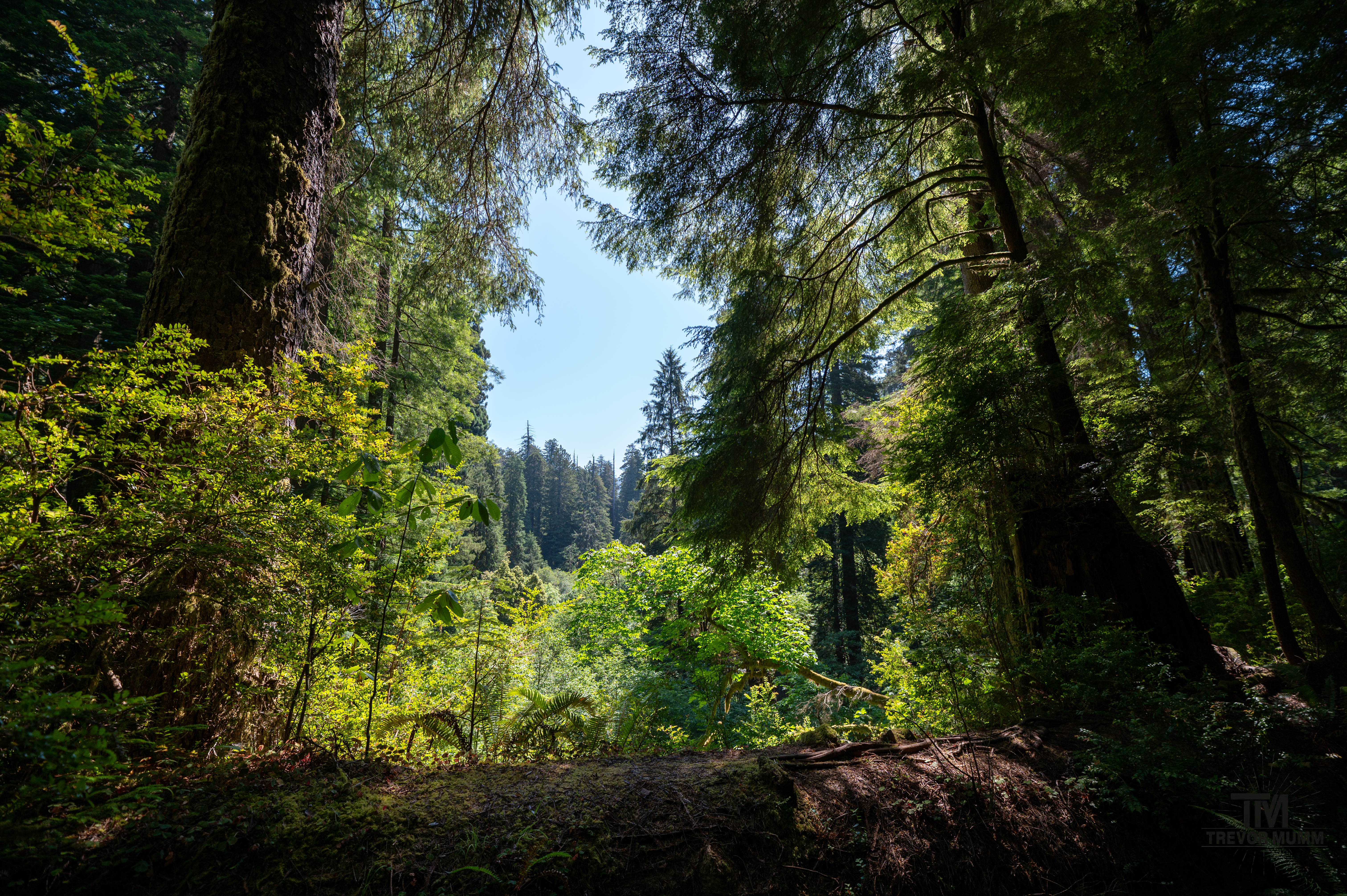 Red Wood National Park 2025