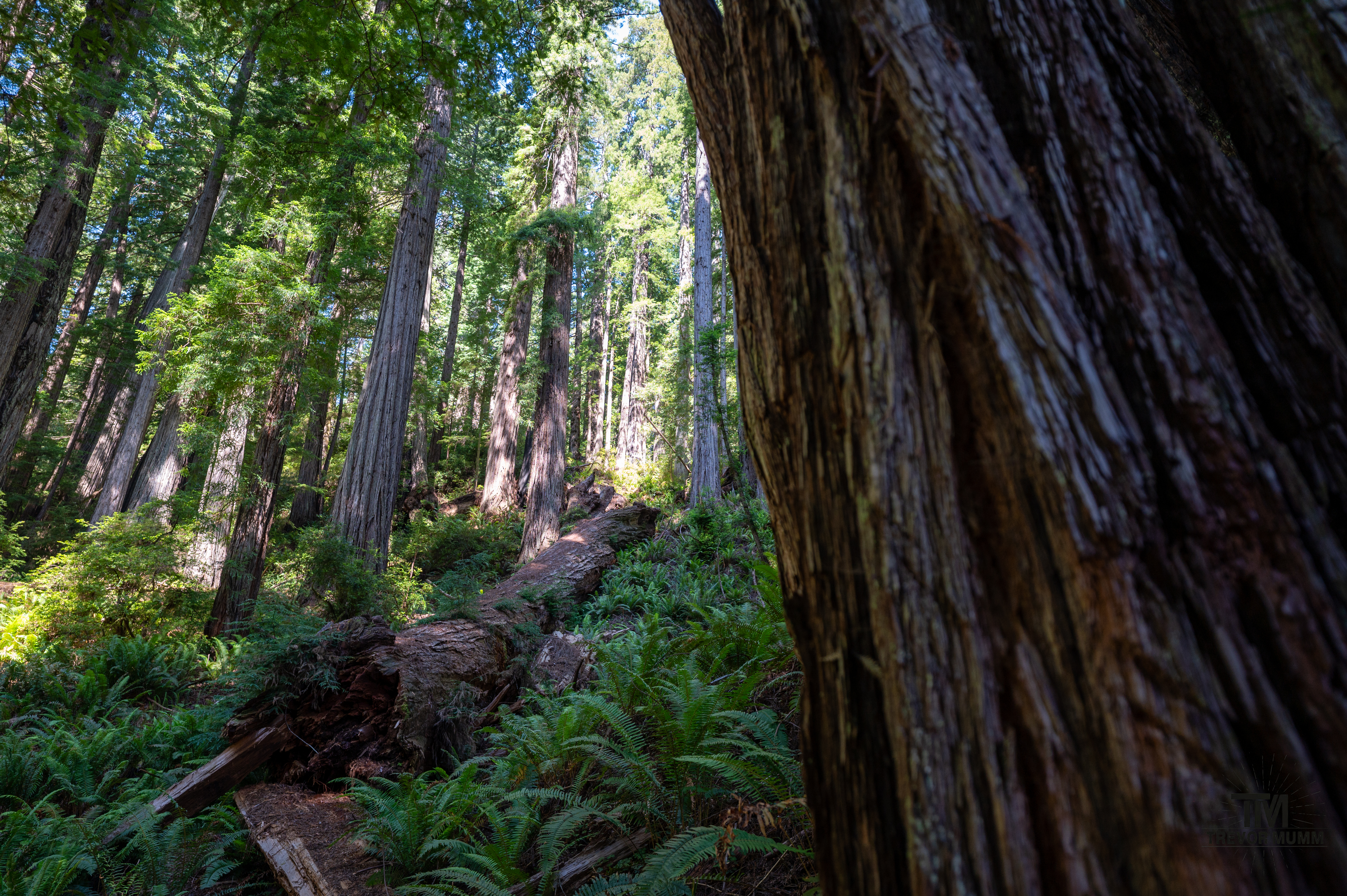 Red Wood National Park 2025