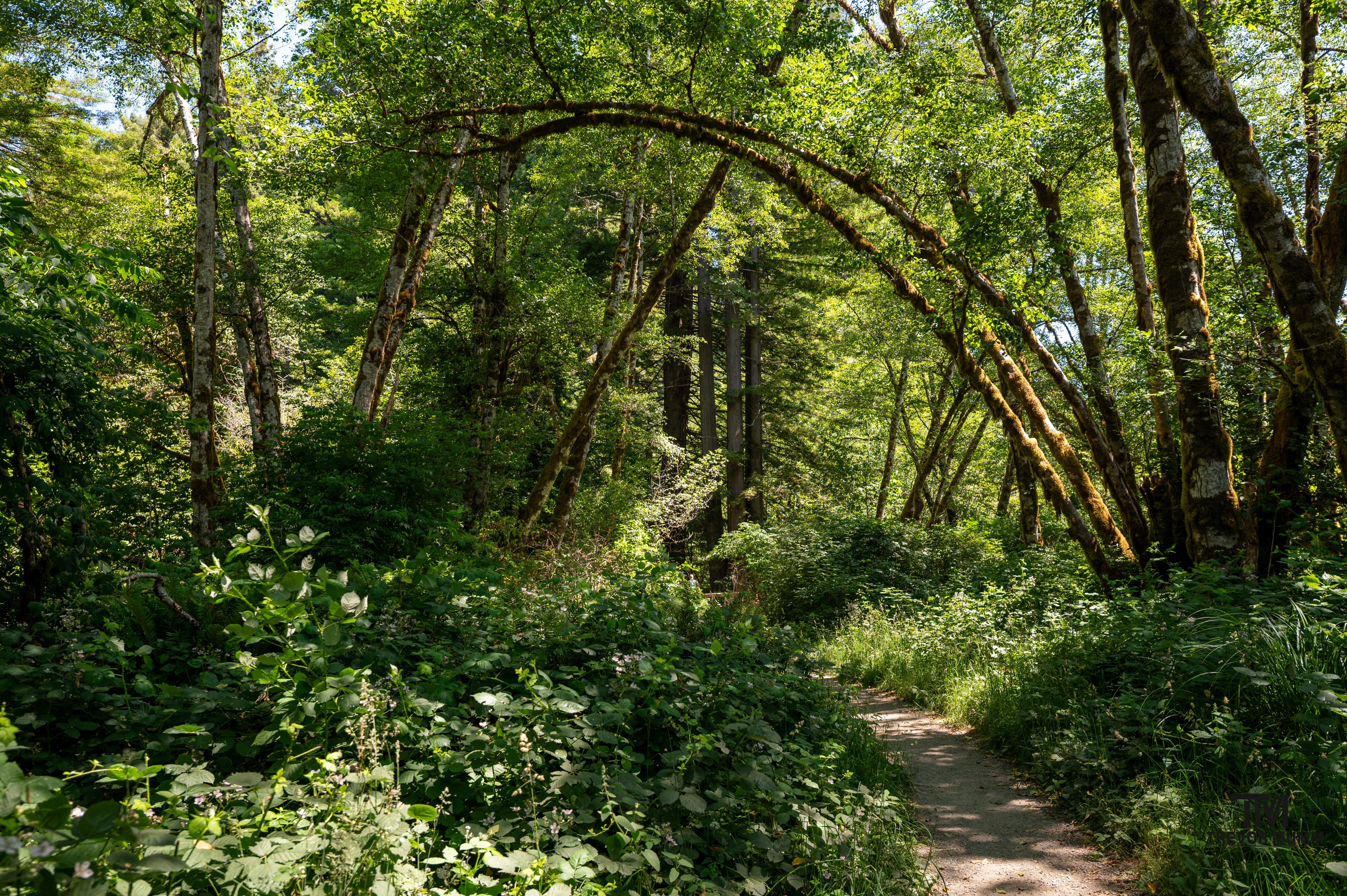 Red Wood National Park 2025