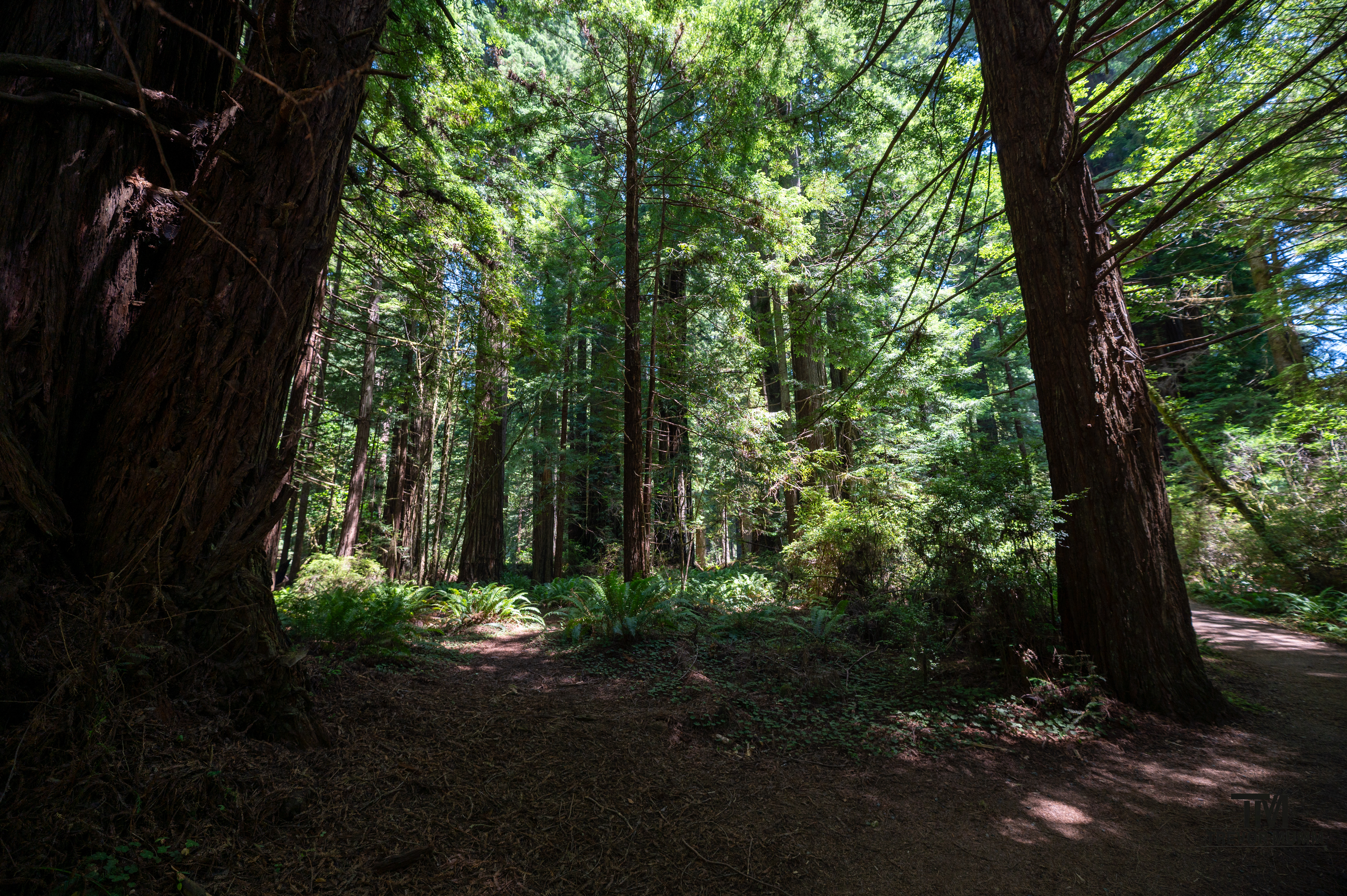 Red Wood National Park 2025