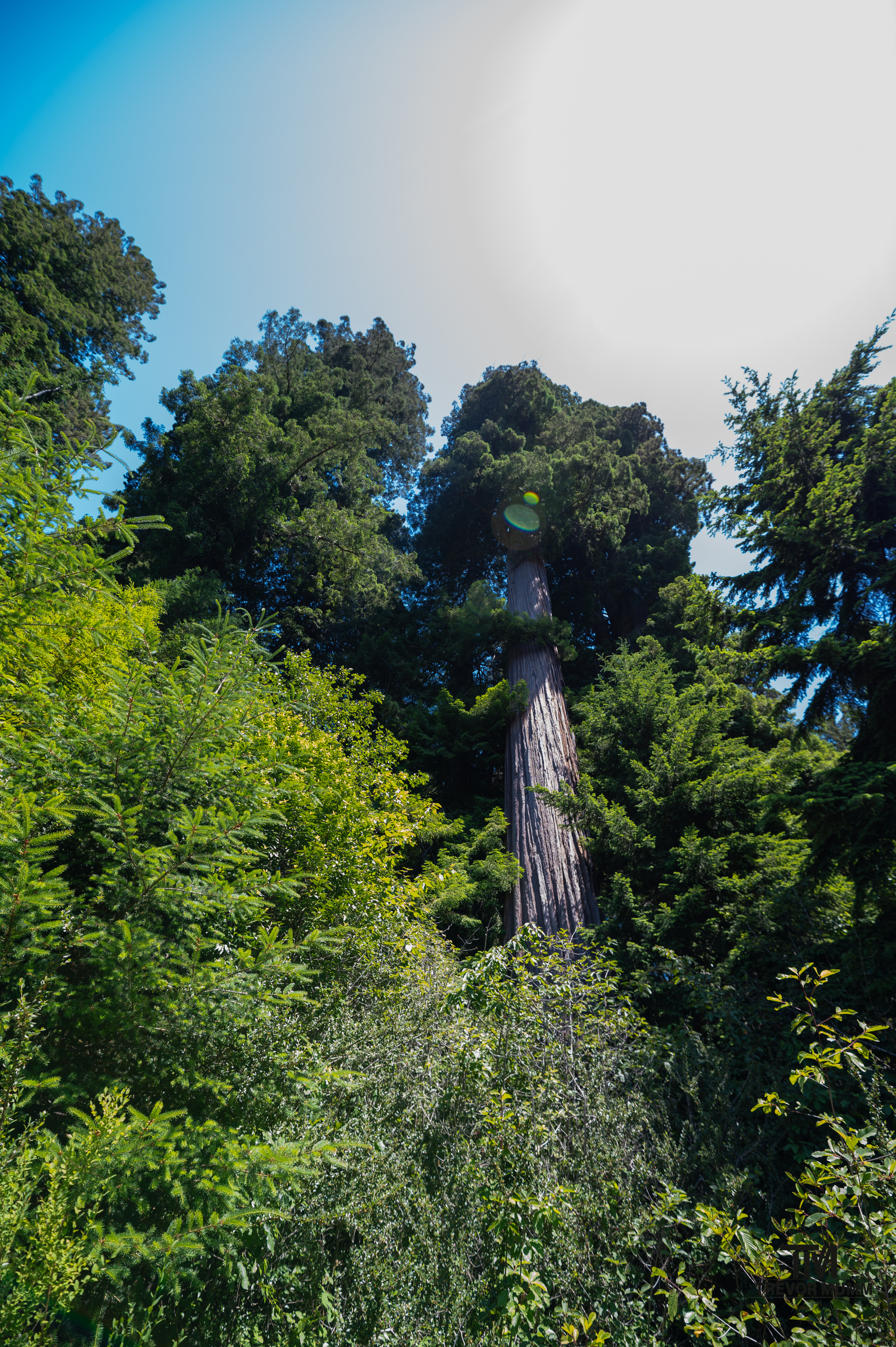 Red Wood National Park 2025