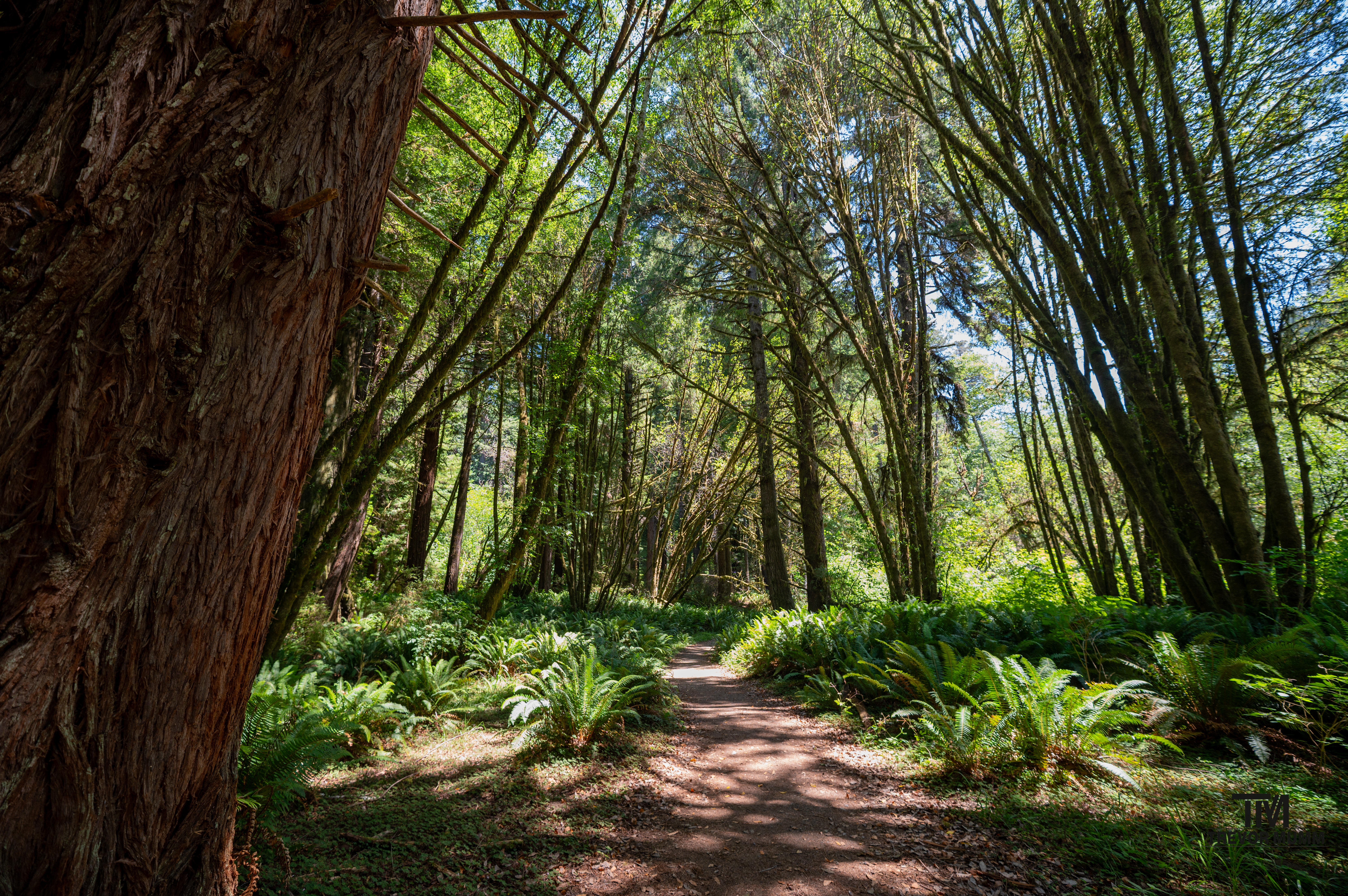 Red Wood National Park 2025