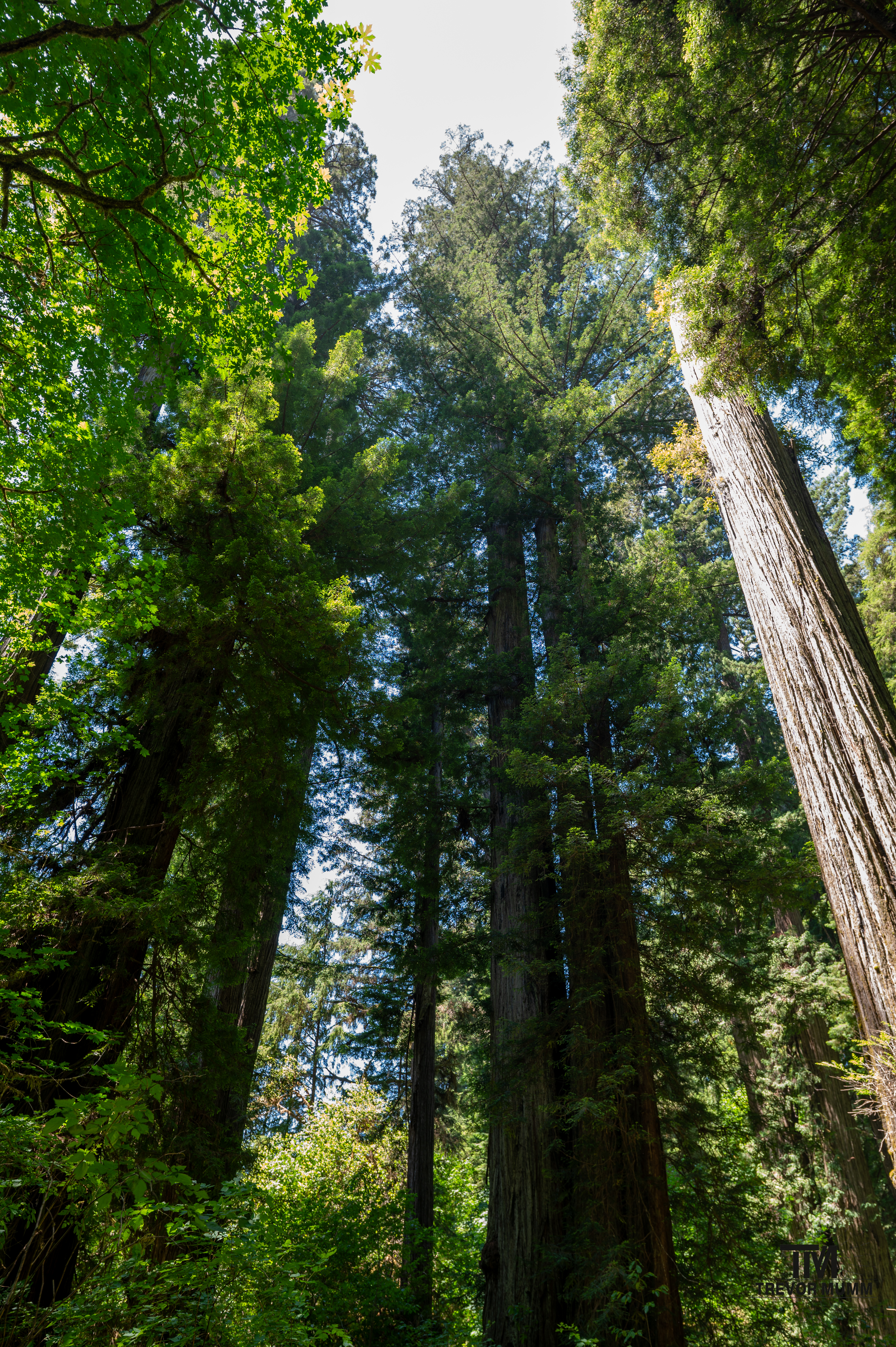 Red Wood National Park 2025