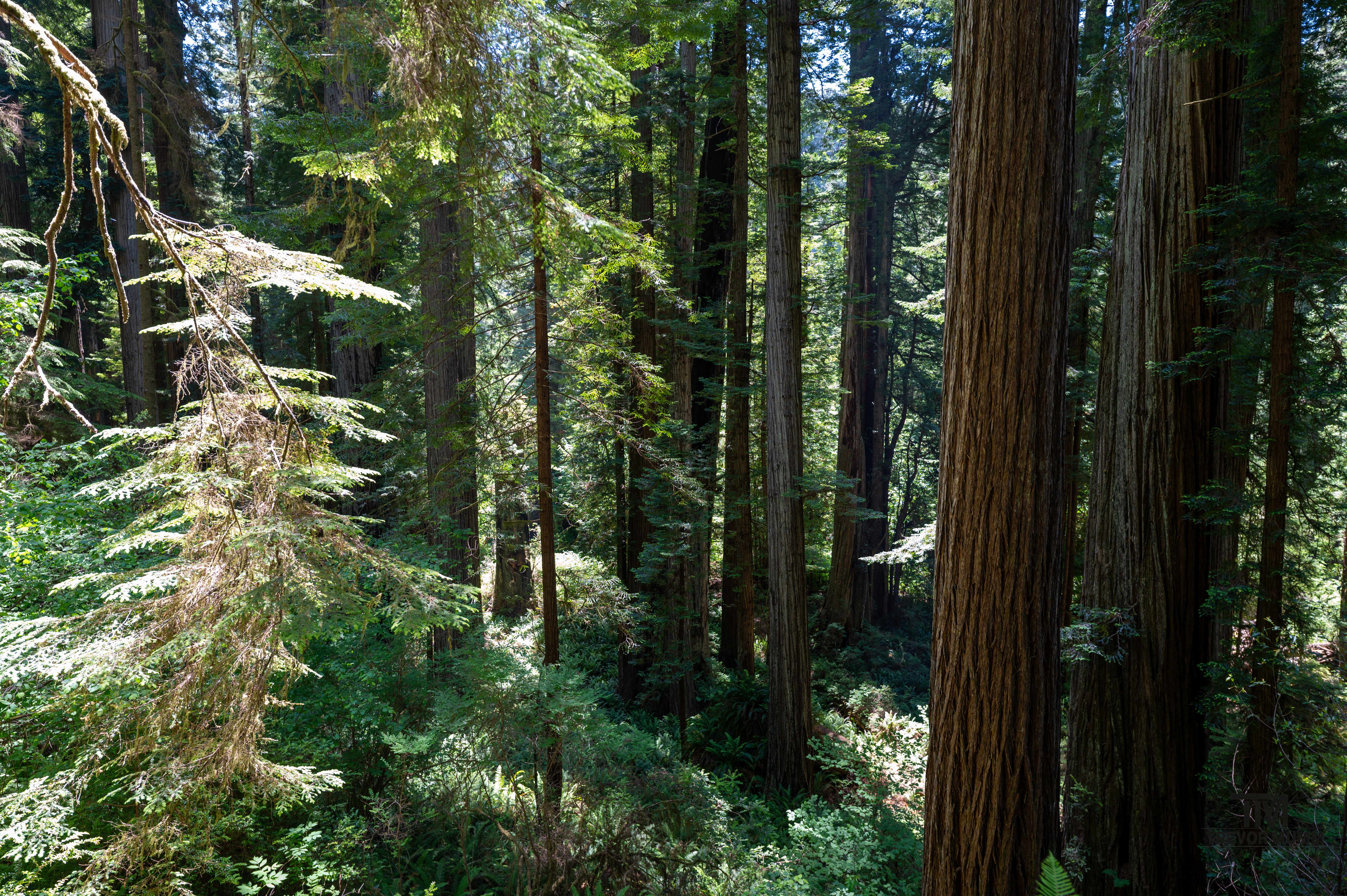 Red Wood National Park 2025