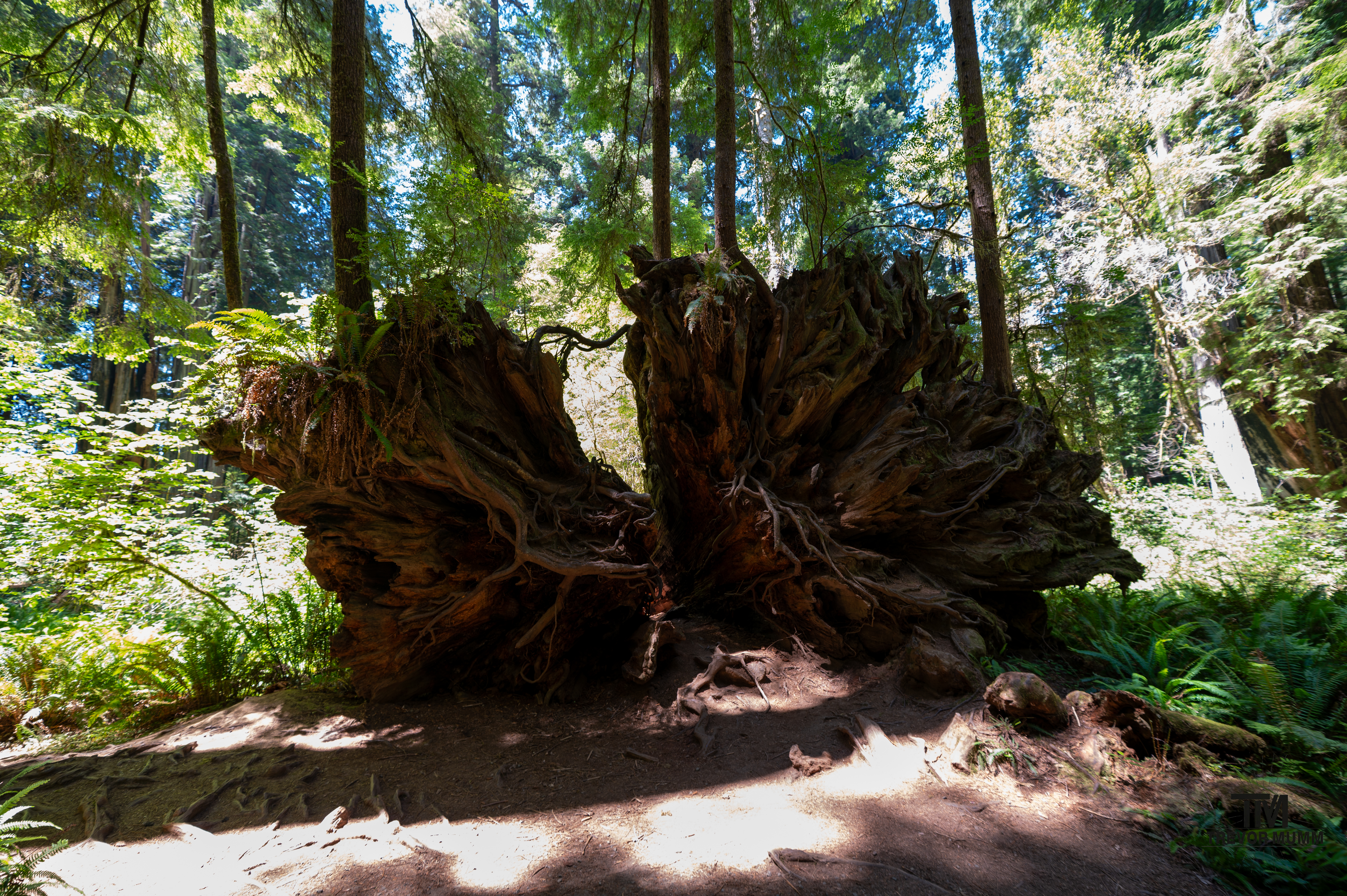 Red Wood National Park 2025