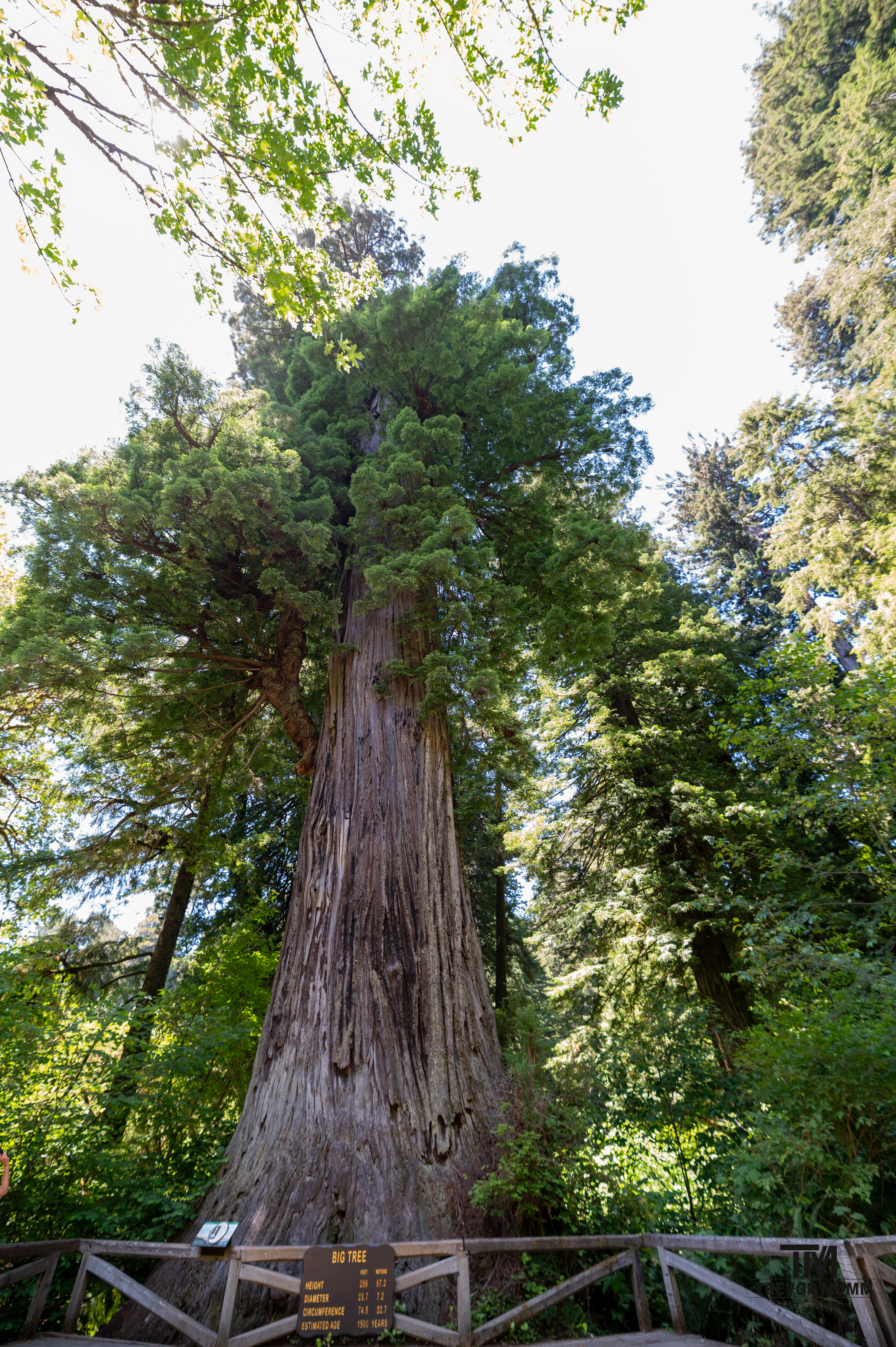 Red Wood National Park 2025