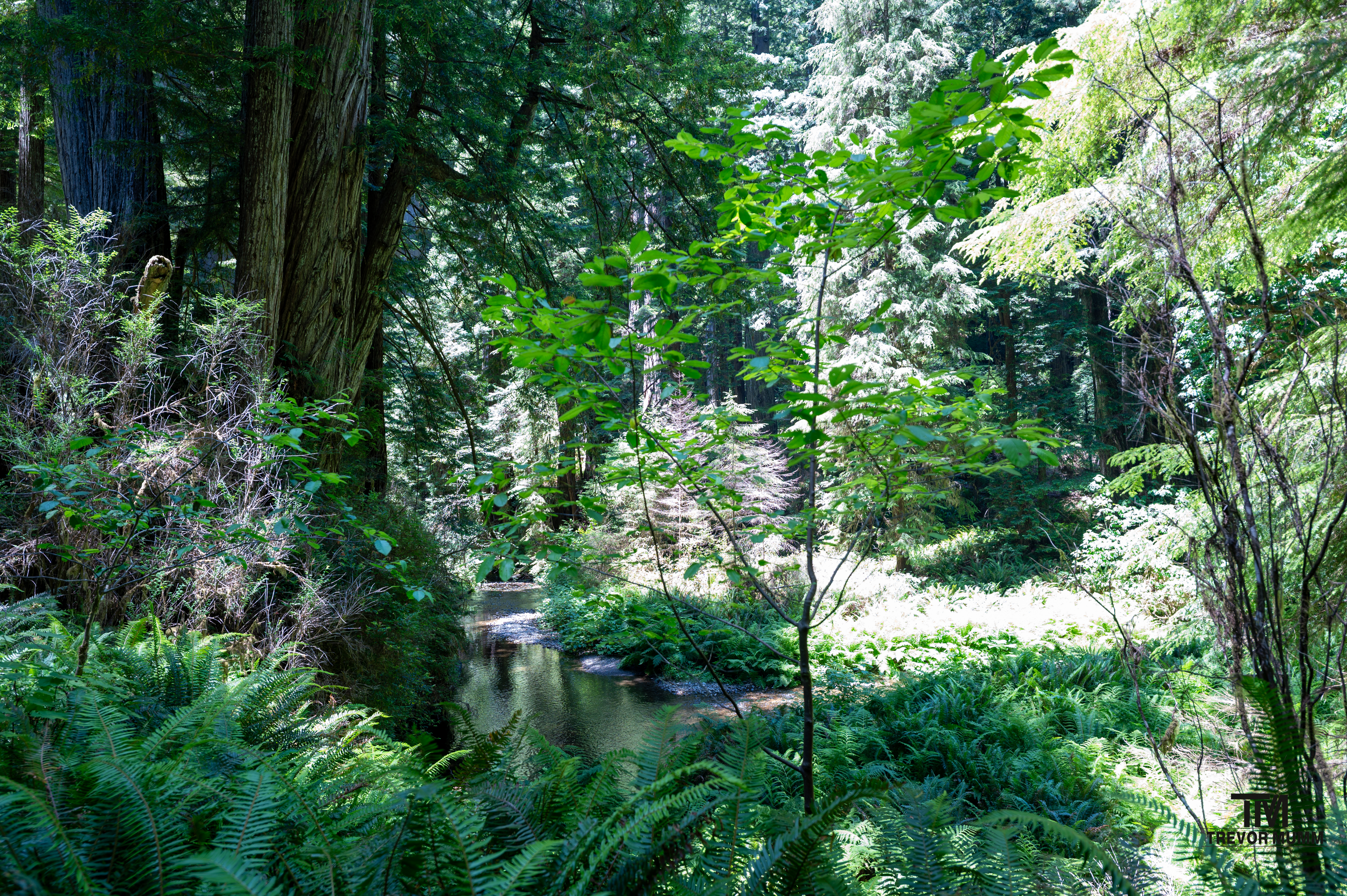 Red Wood National Park 2025