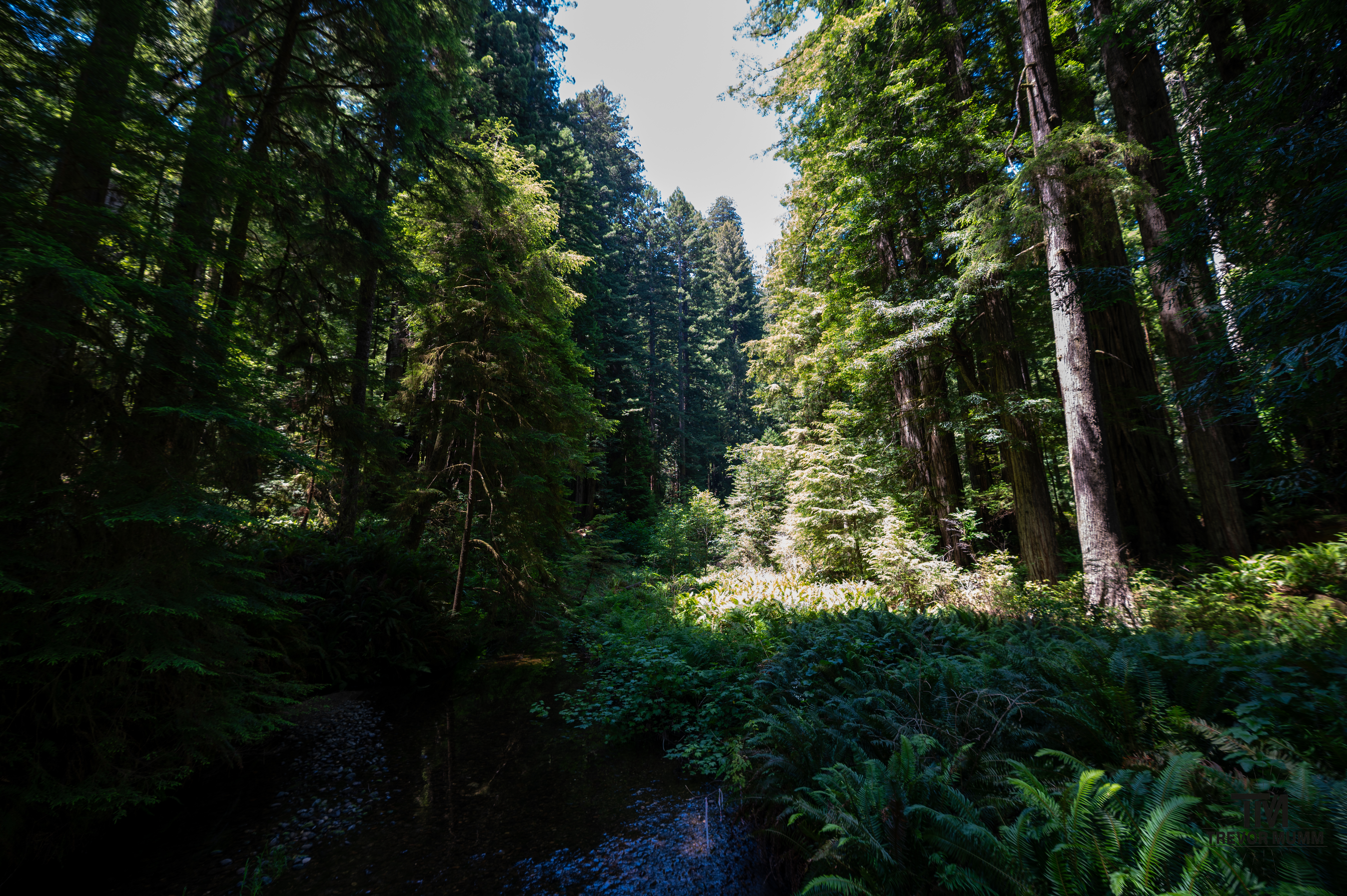 Red Wood National Park 2025