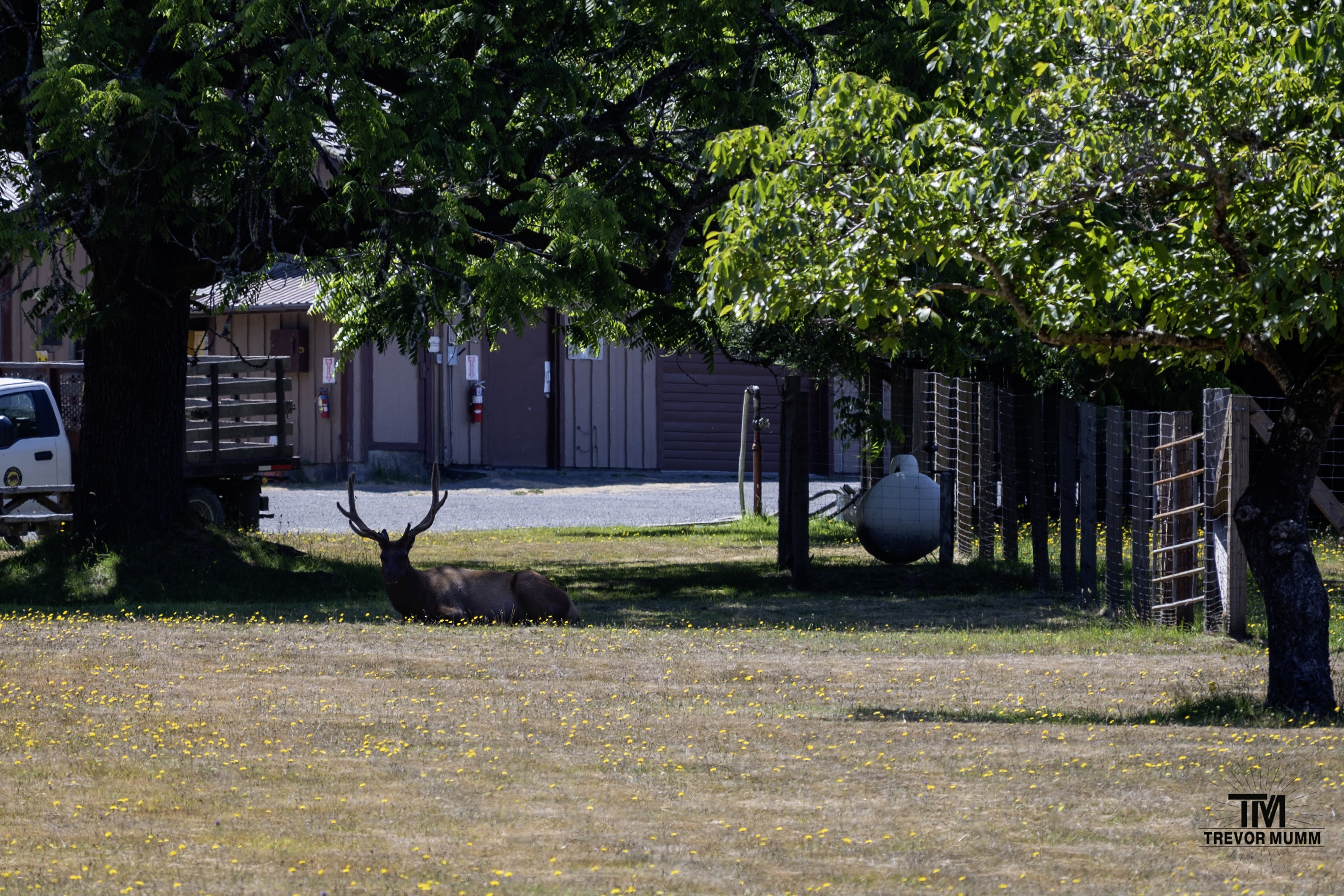 Red Wood National Park 2025