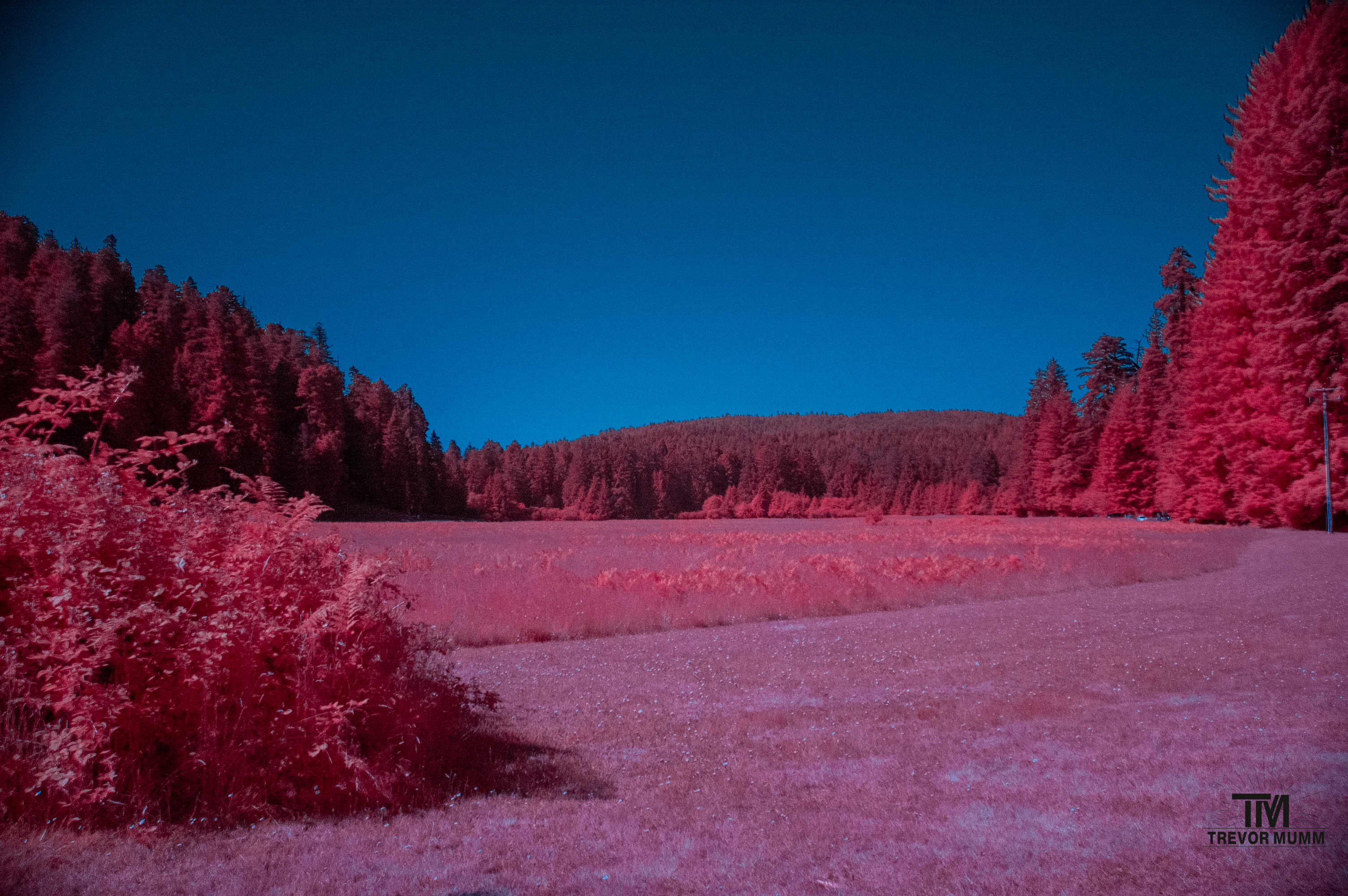 Red Wood National Park 2025