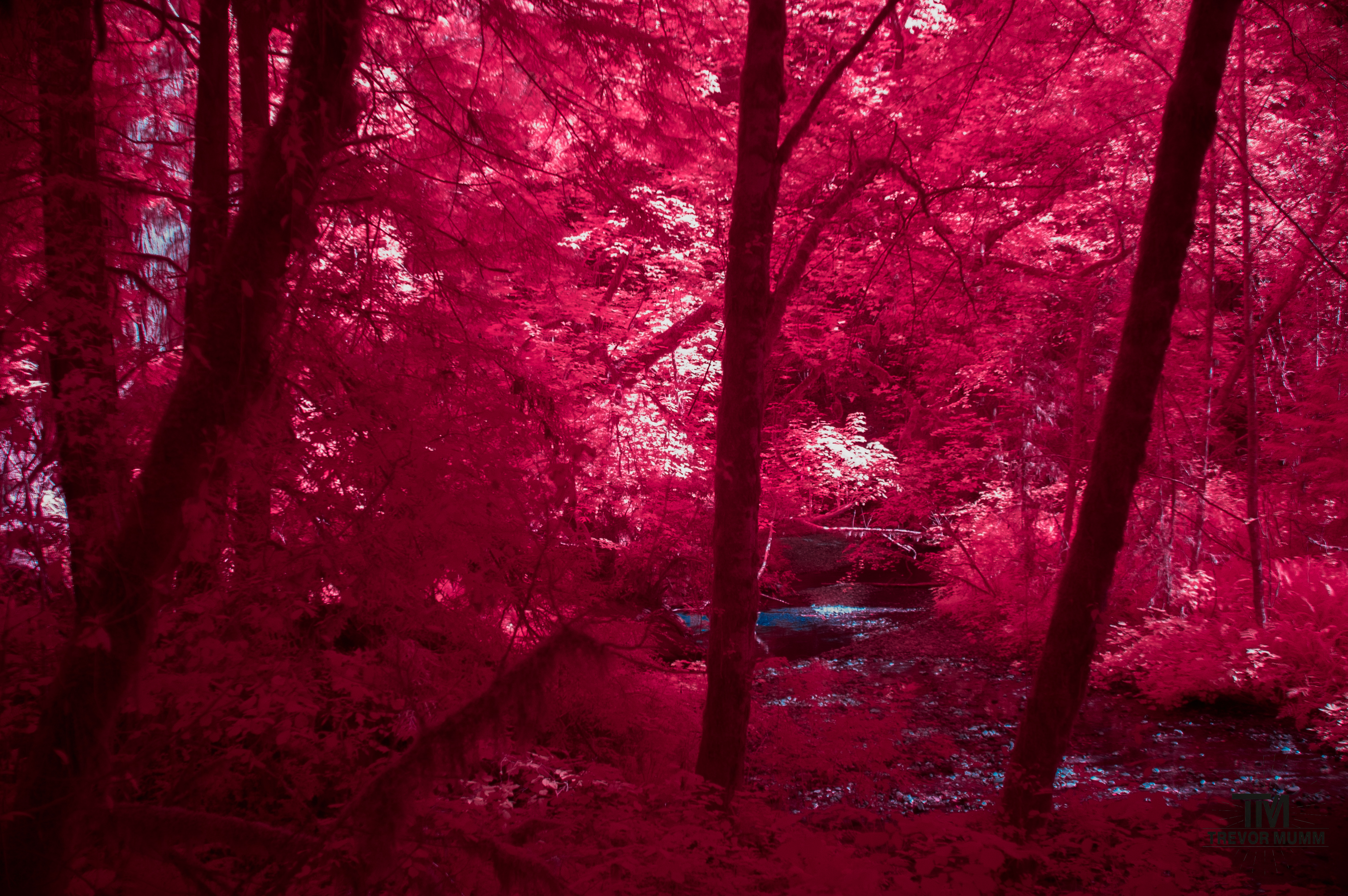 Red Wood National Park 2025