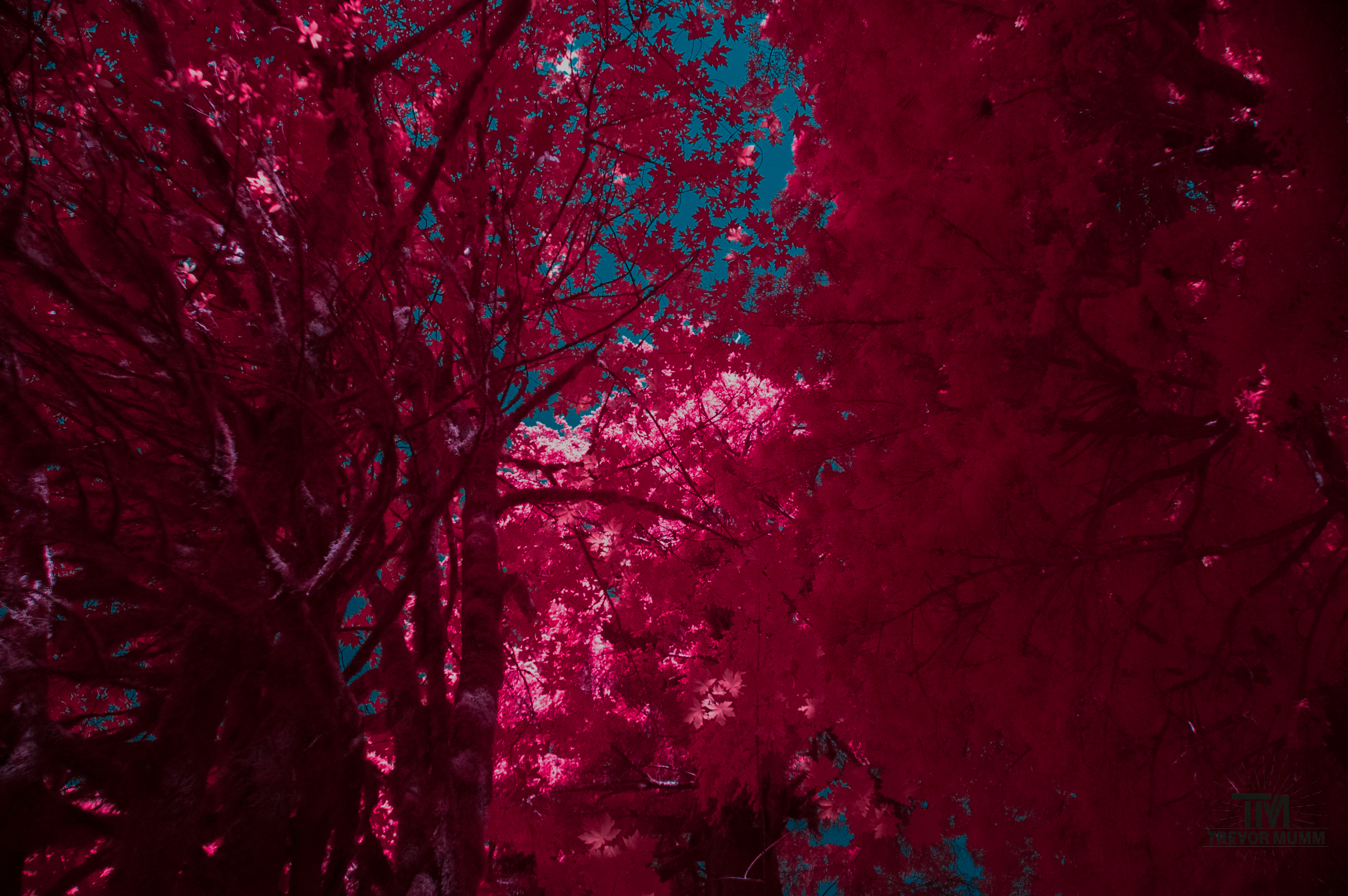 Red Wood National Park 2025