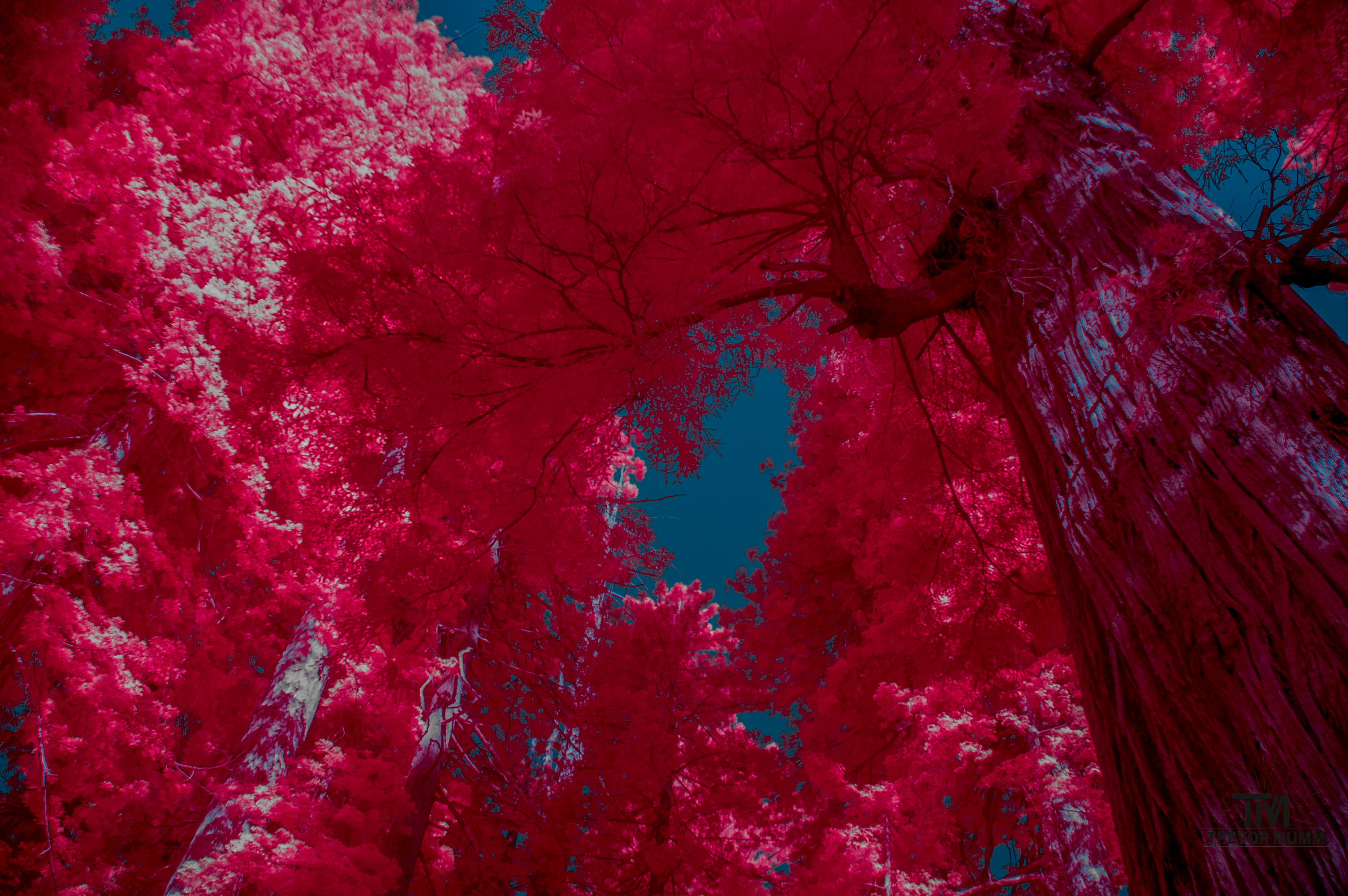 Red Wood National Park 2025