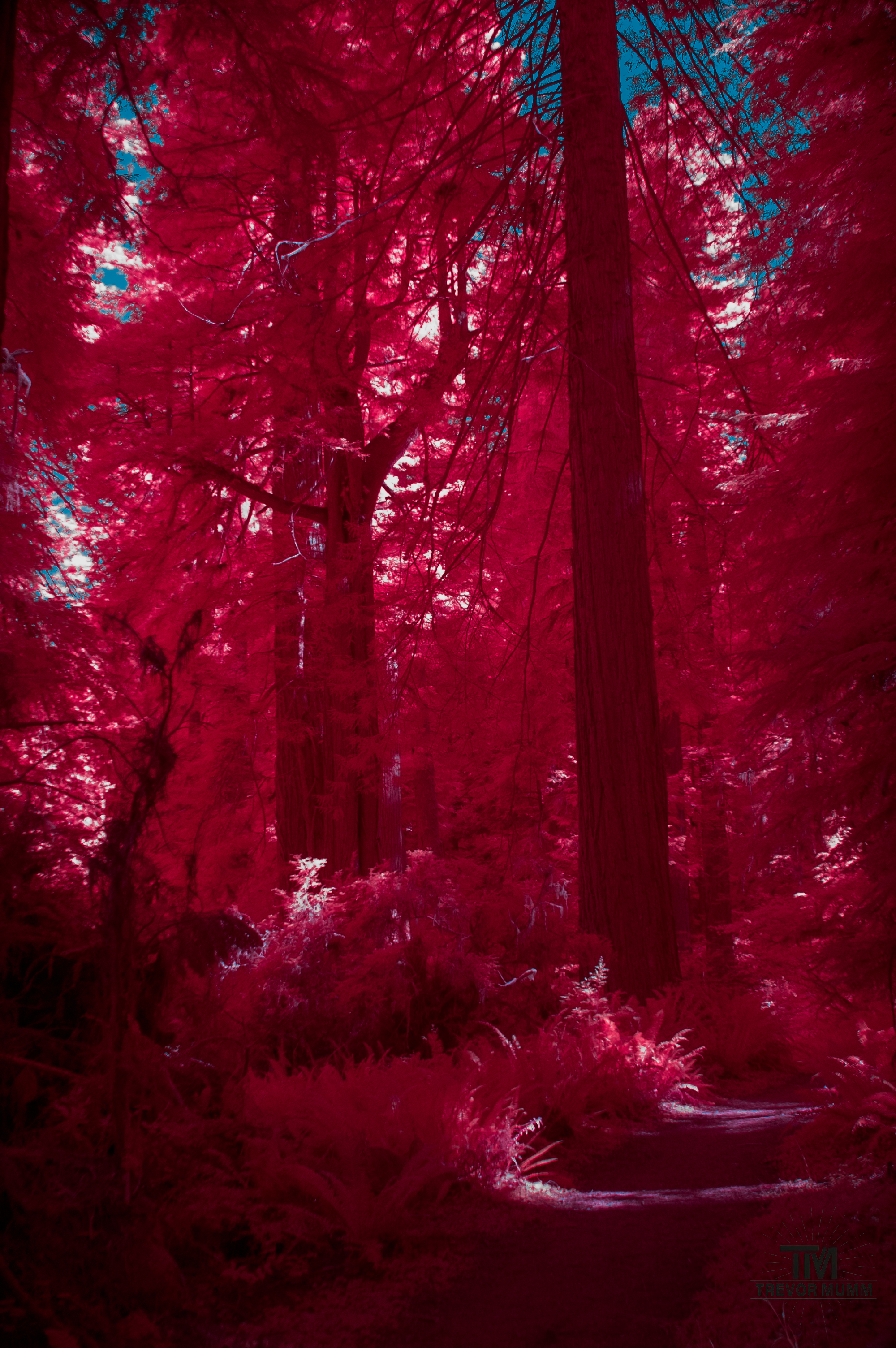 Red Wood National Park 2025