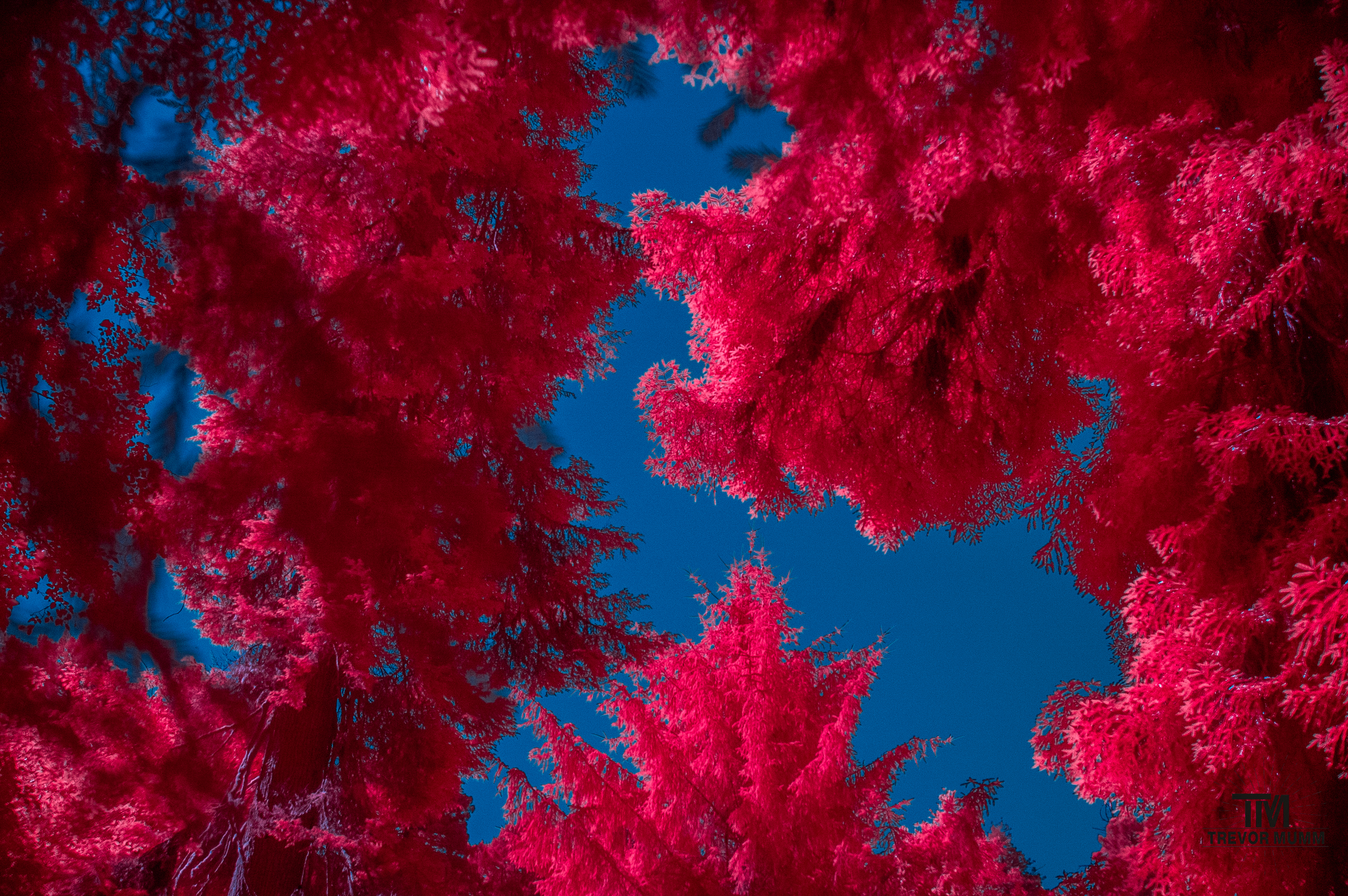 Red Wood National Park 2025