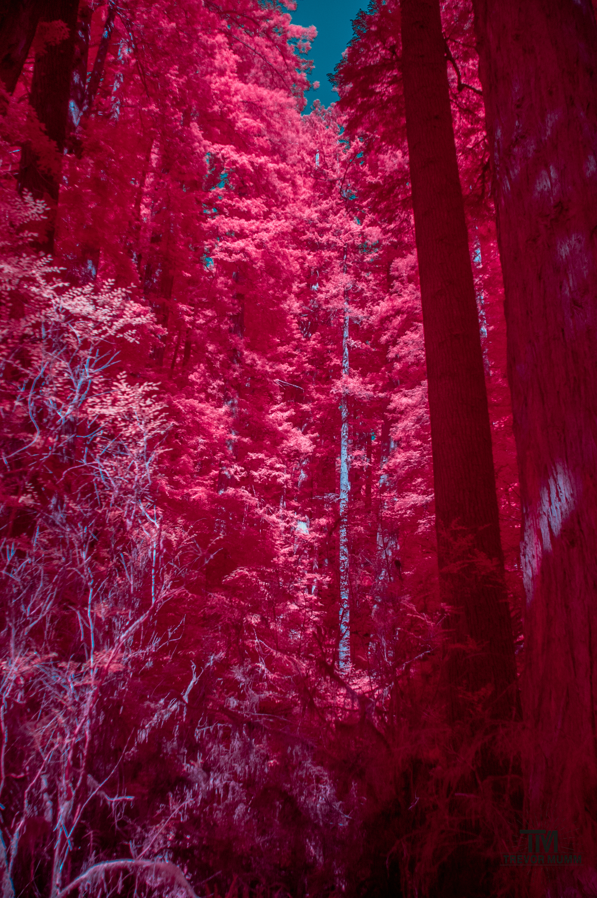 Red Wood National Park 2025