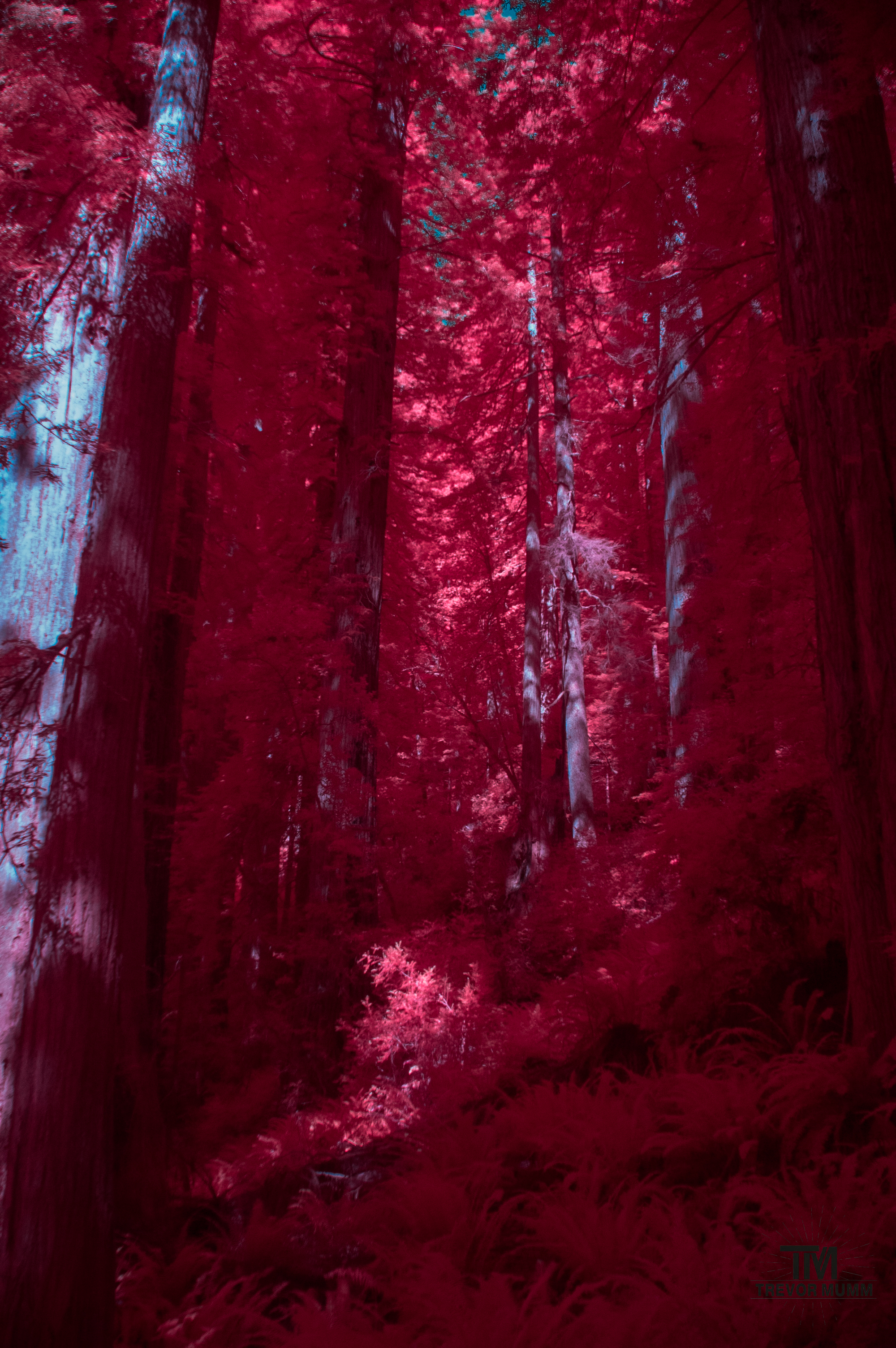 Red Wood National Park 2025