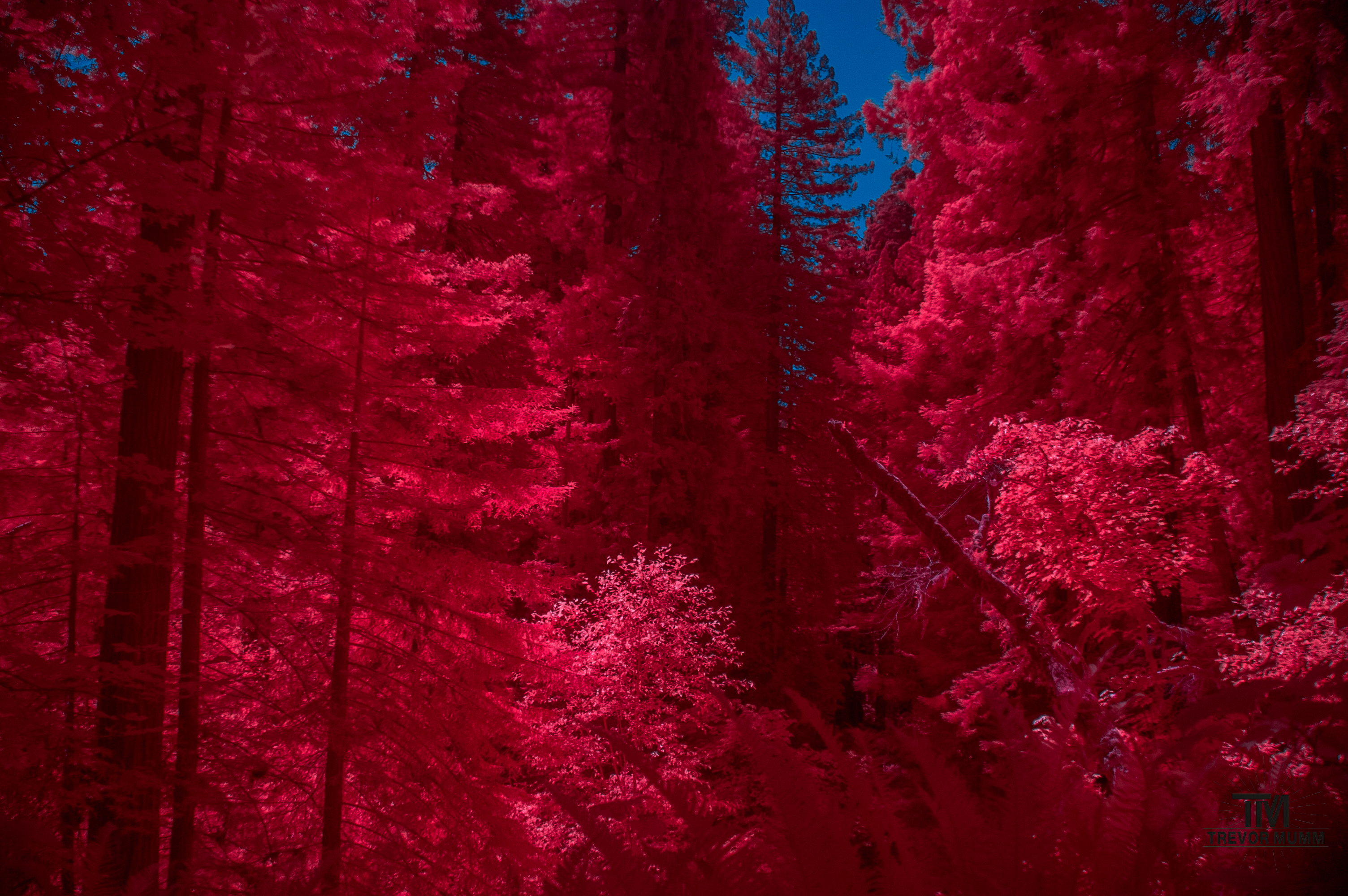 Red Wood National Park 2025