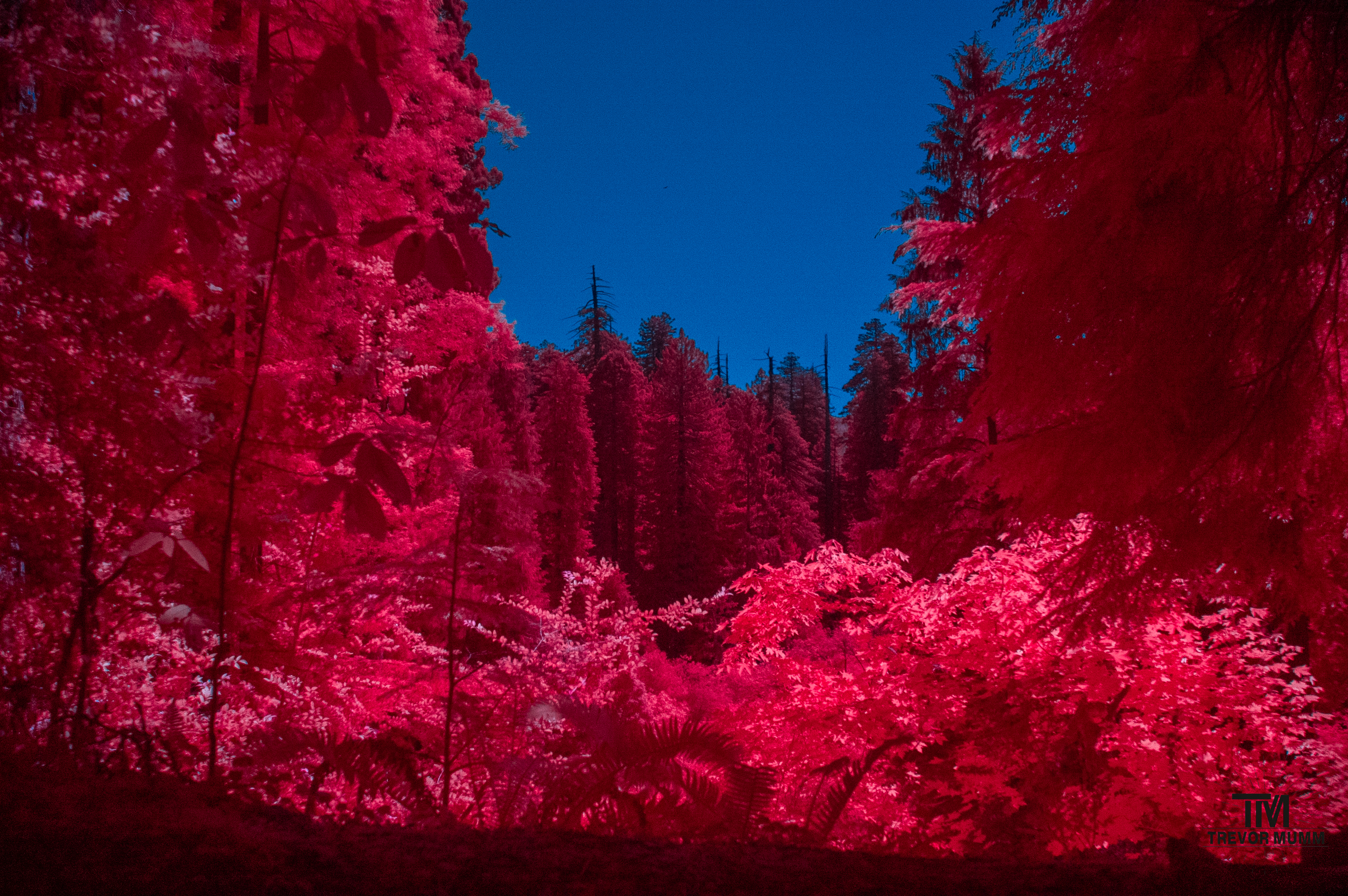 Red Wood National Park 2025