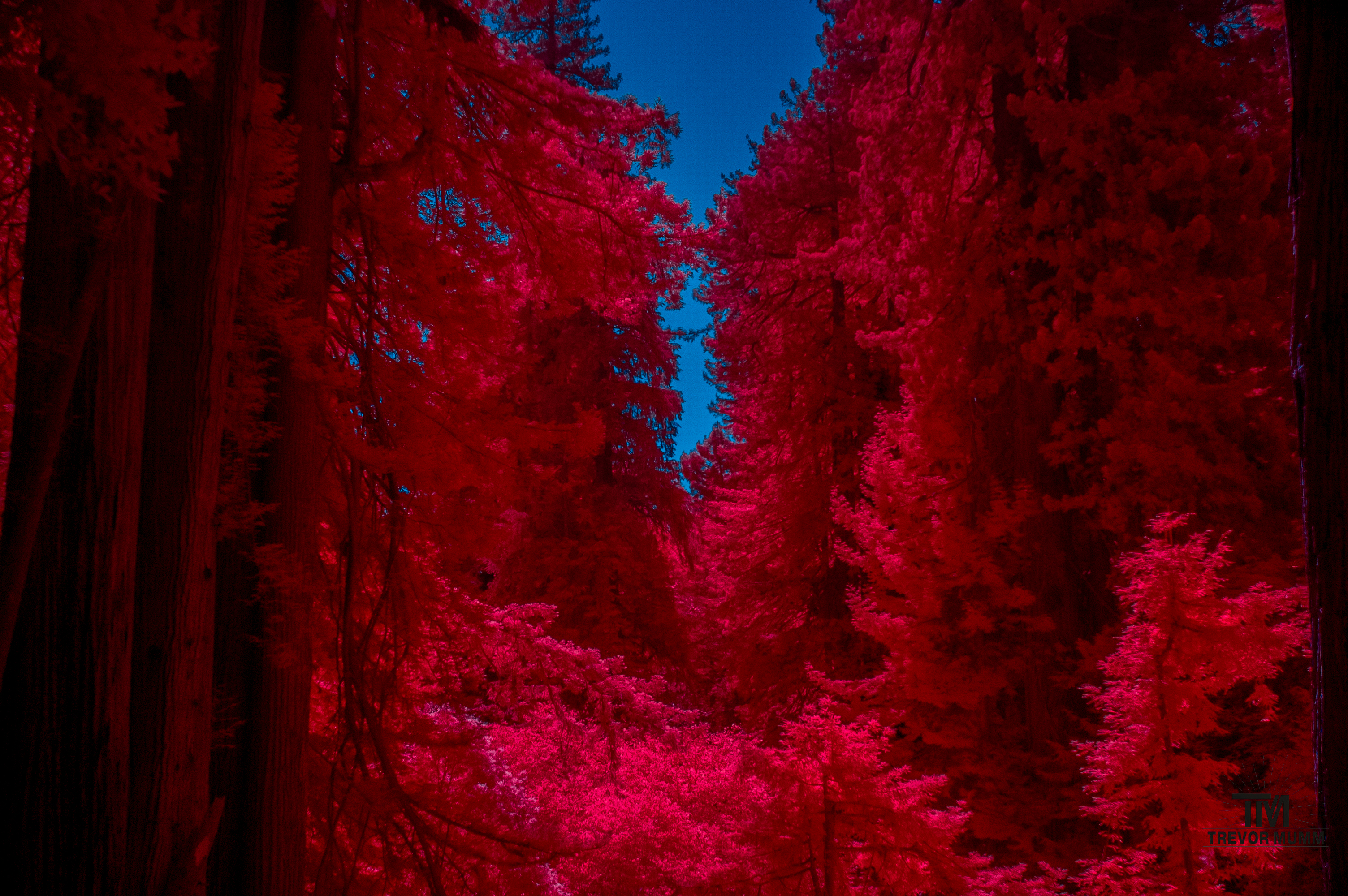 Red Wood National Park 2025