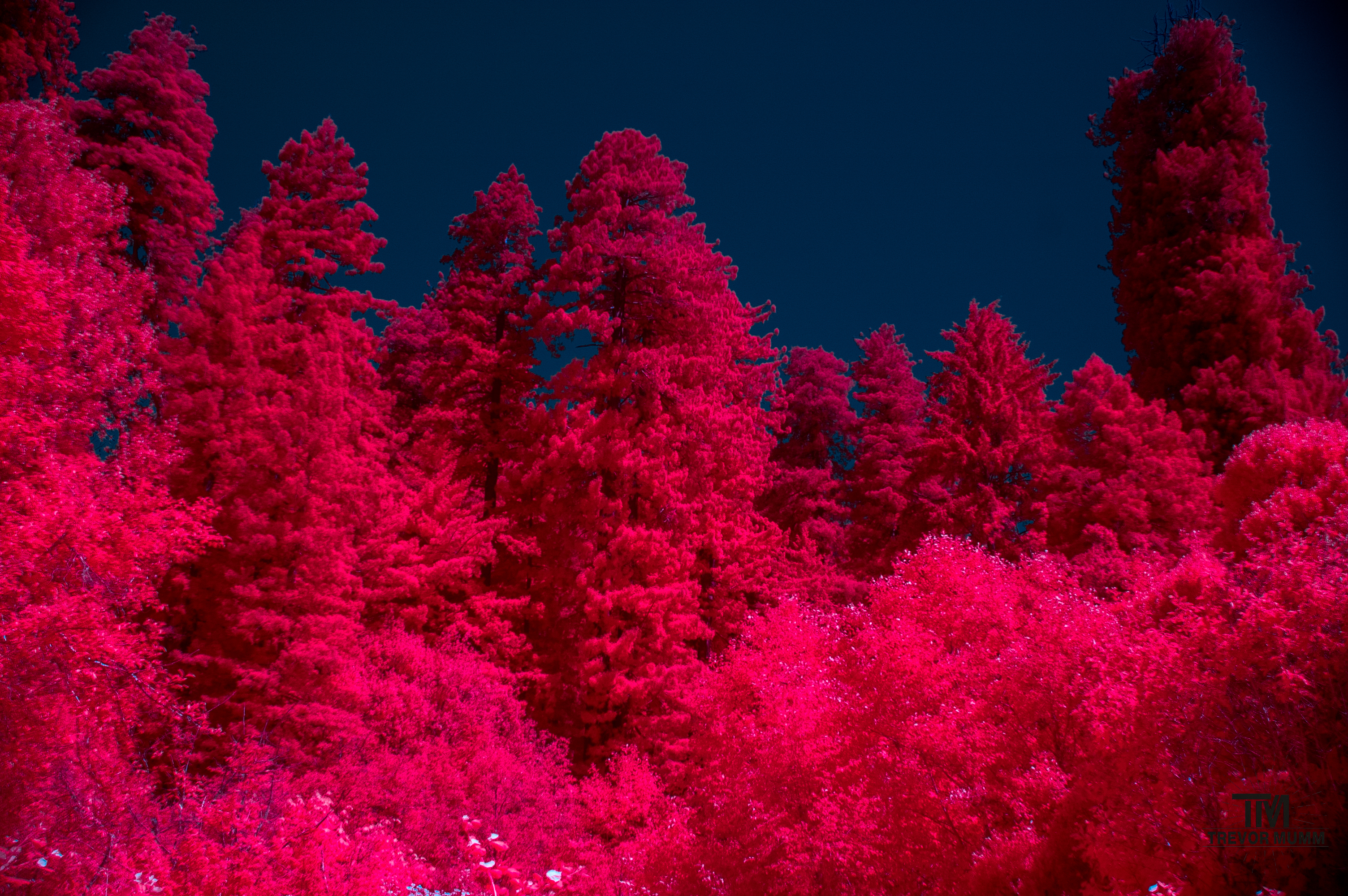 Red Wood National Park 2025