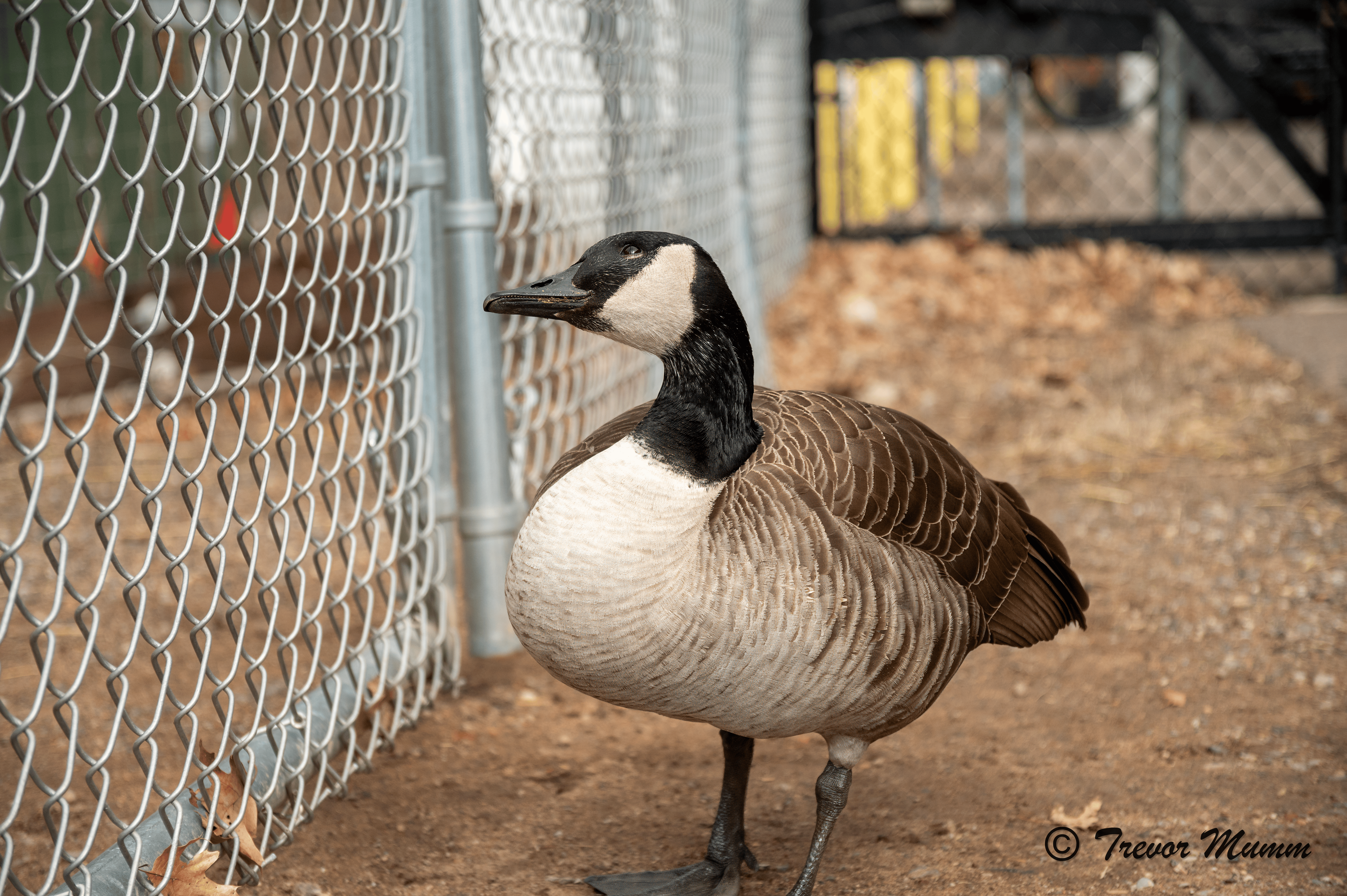 Canadian Goose "Funny Look" | Irvine Park