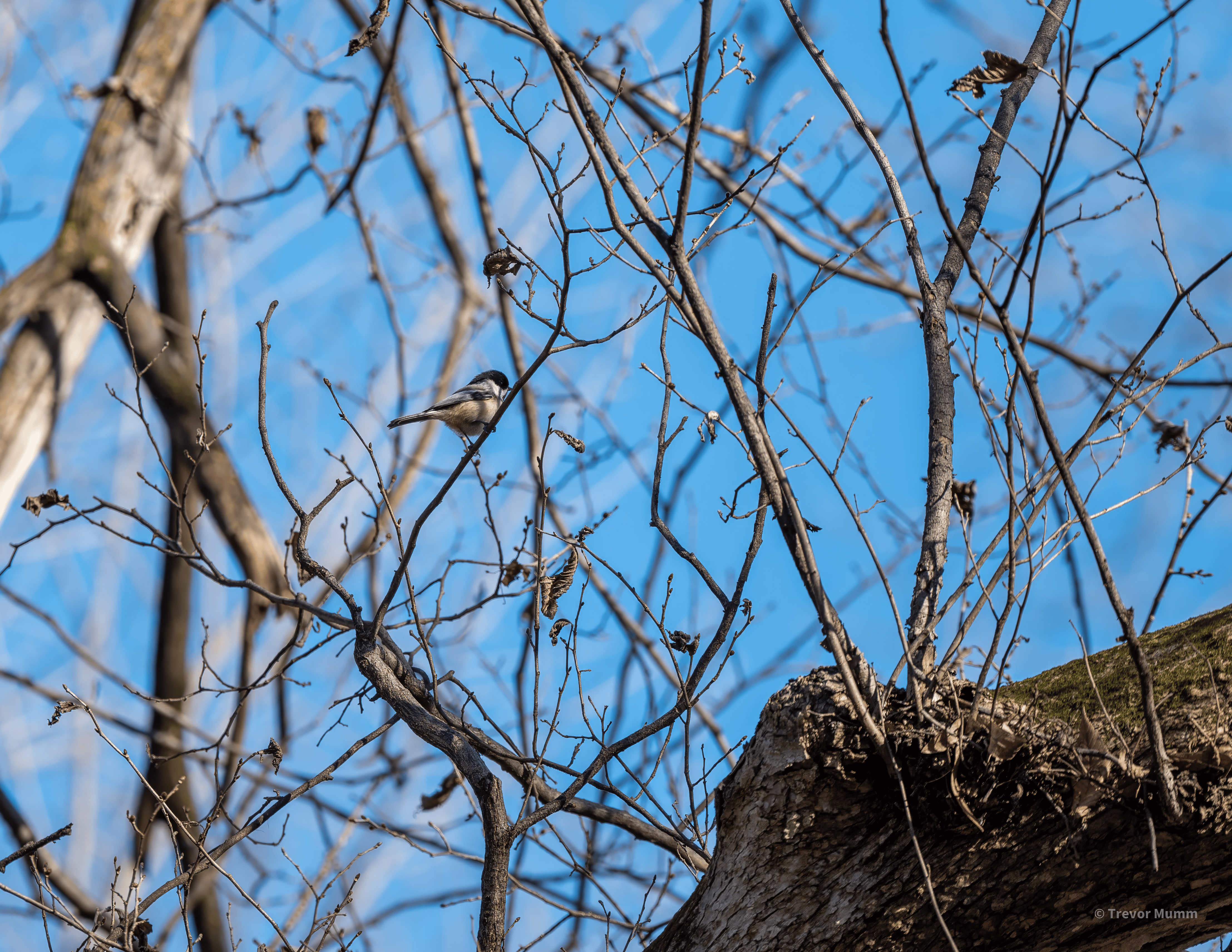 Chickadee | Putnam Loop