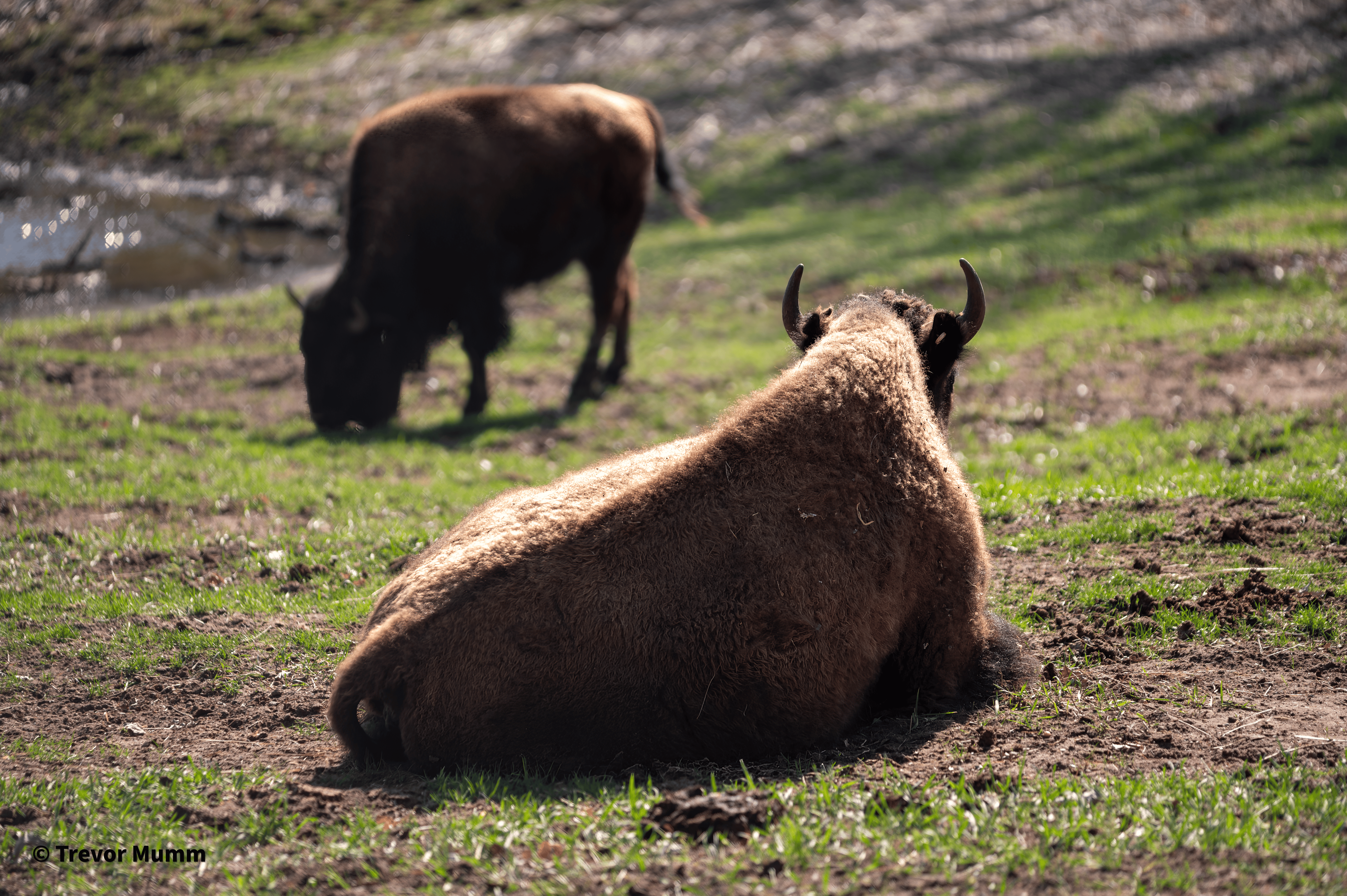 Two Bison | Irvine Park
