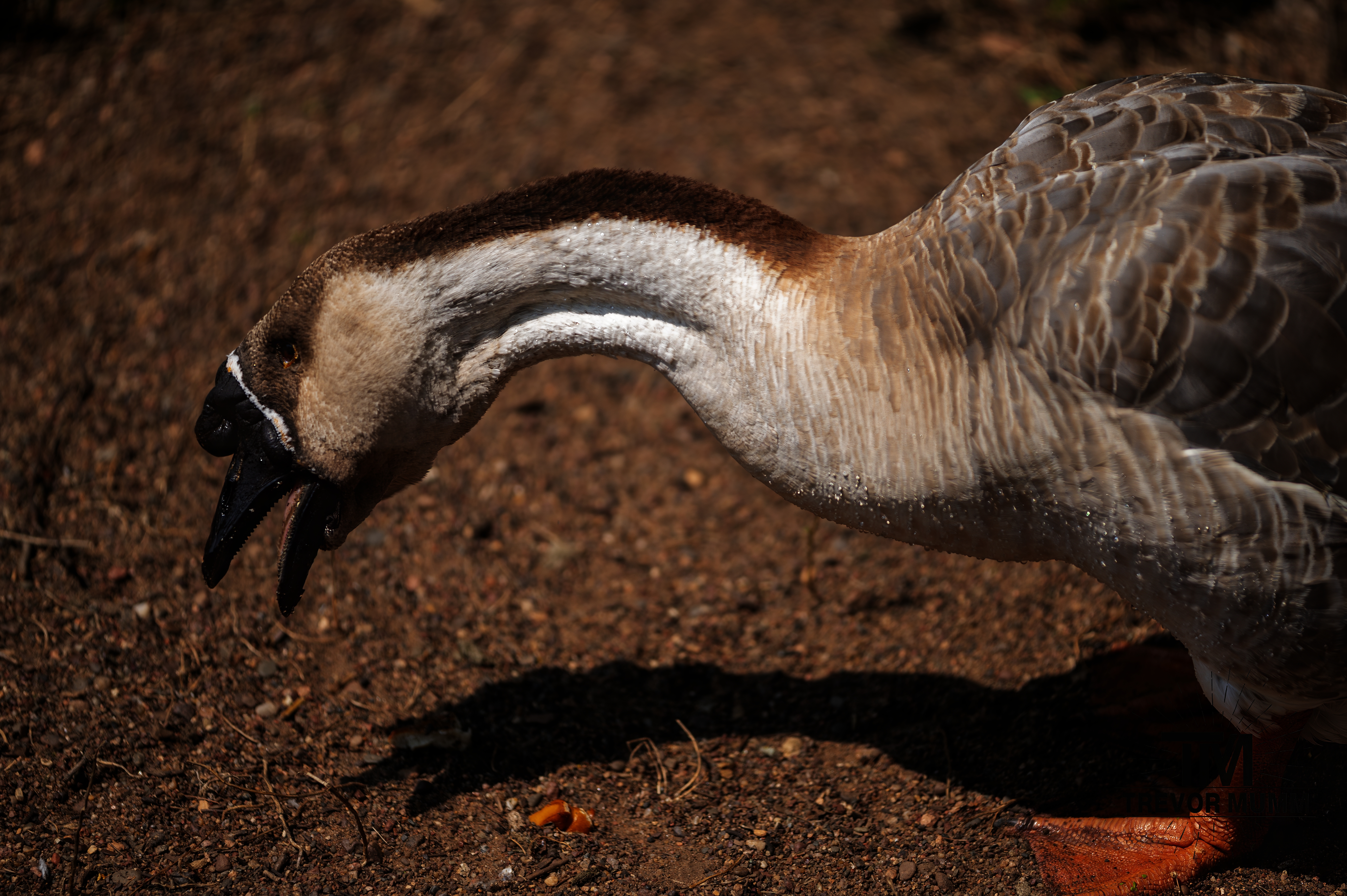 Chinese Goose | Irvine Park