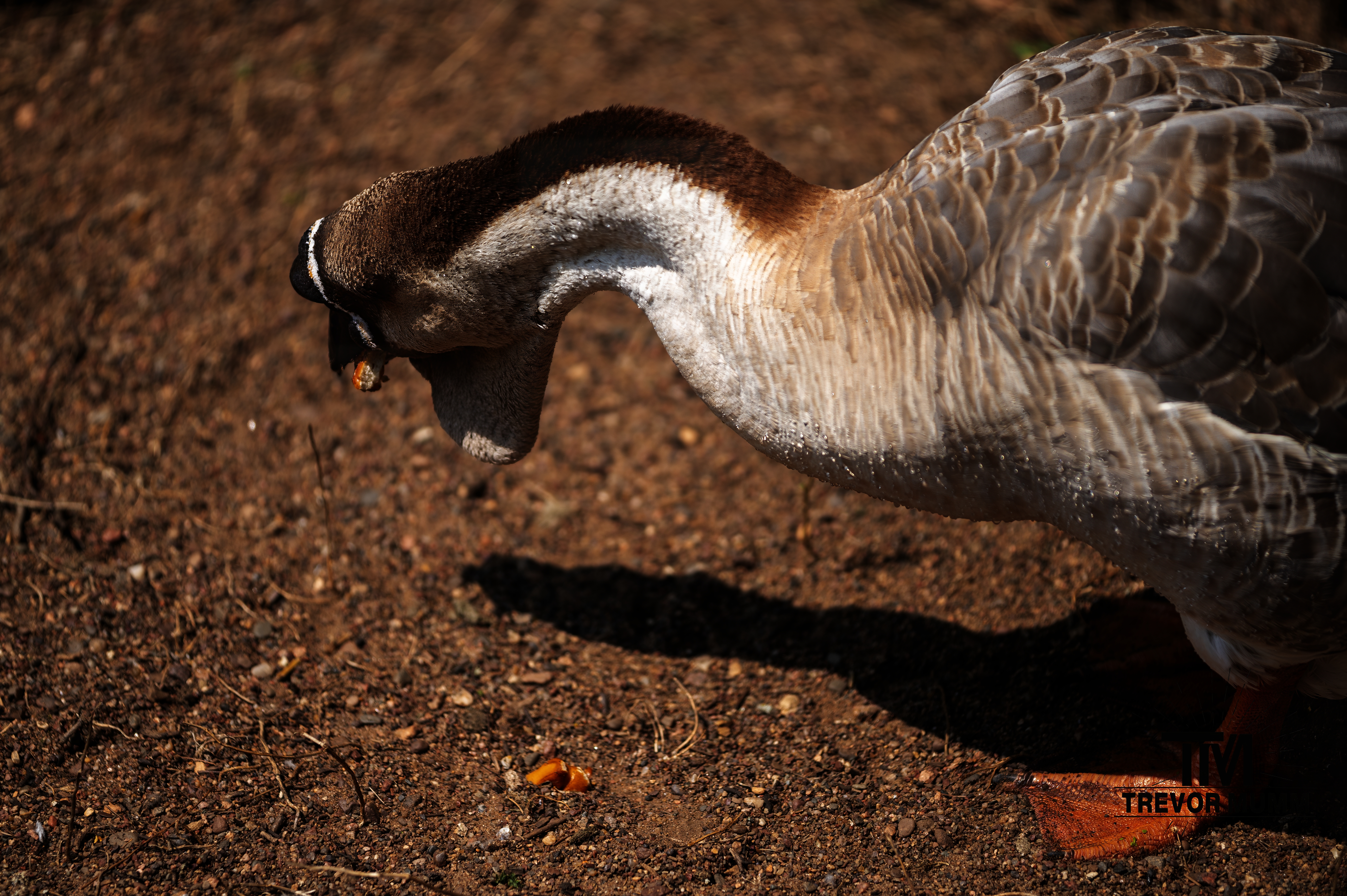 Chinese Goose | Irvine Park