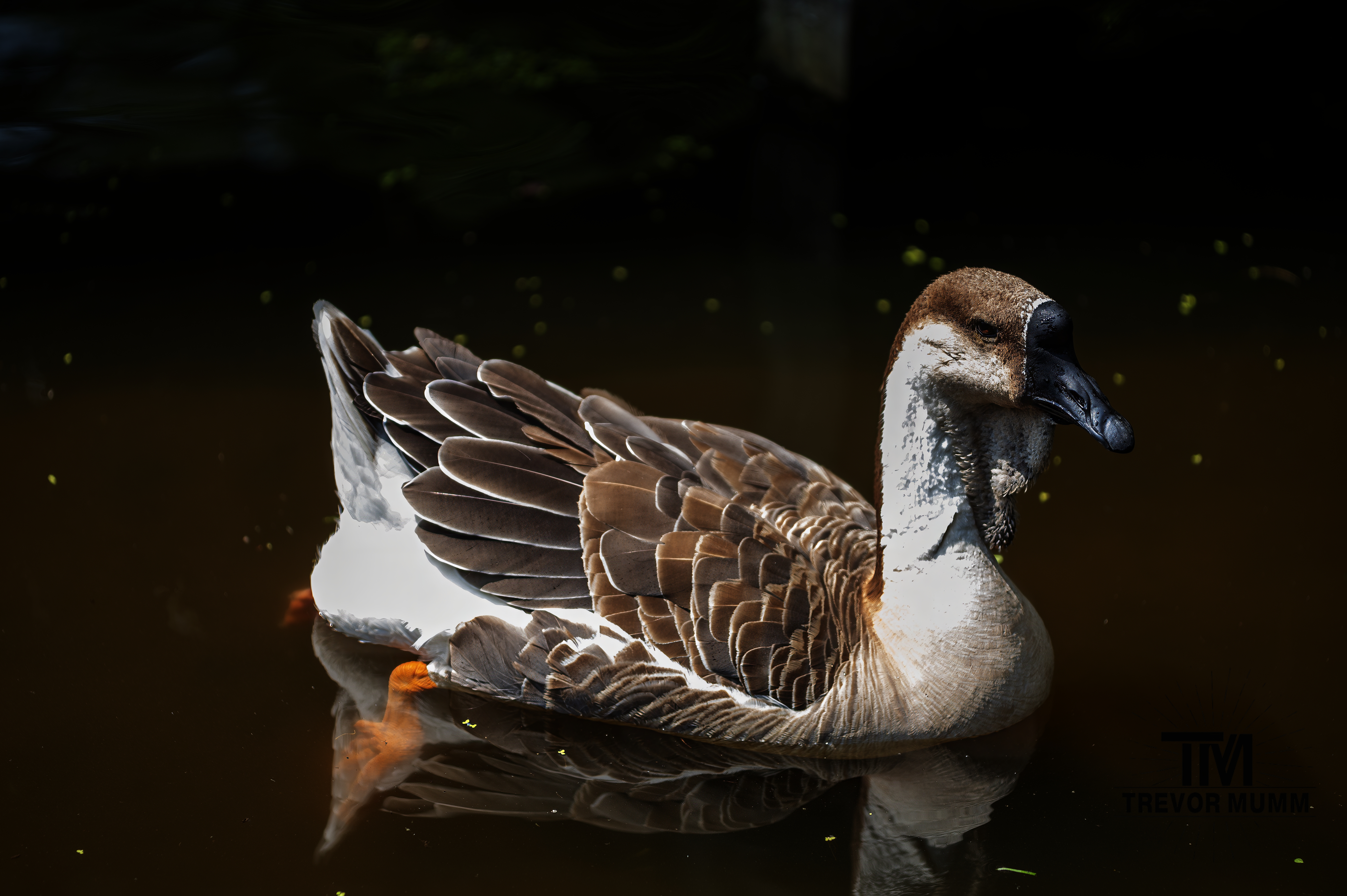 Chinese Goose | Irvine Park
