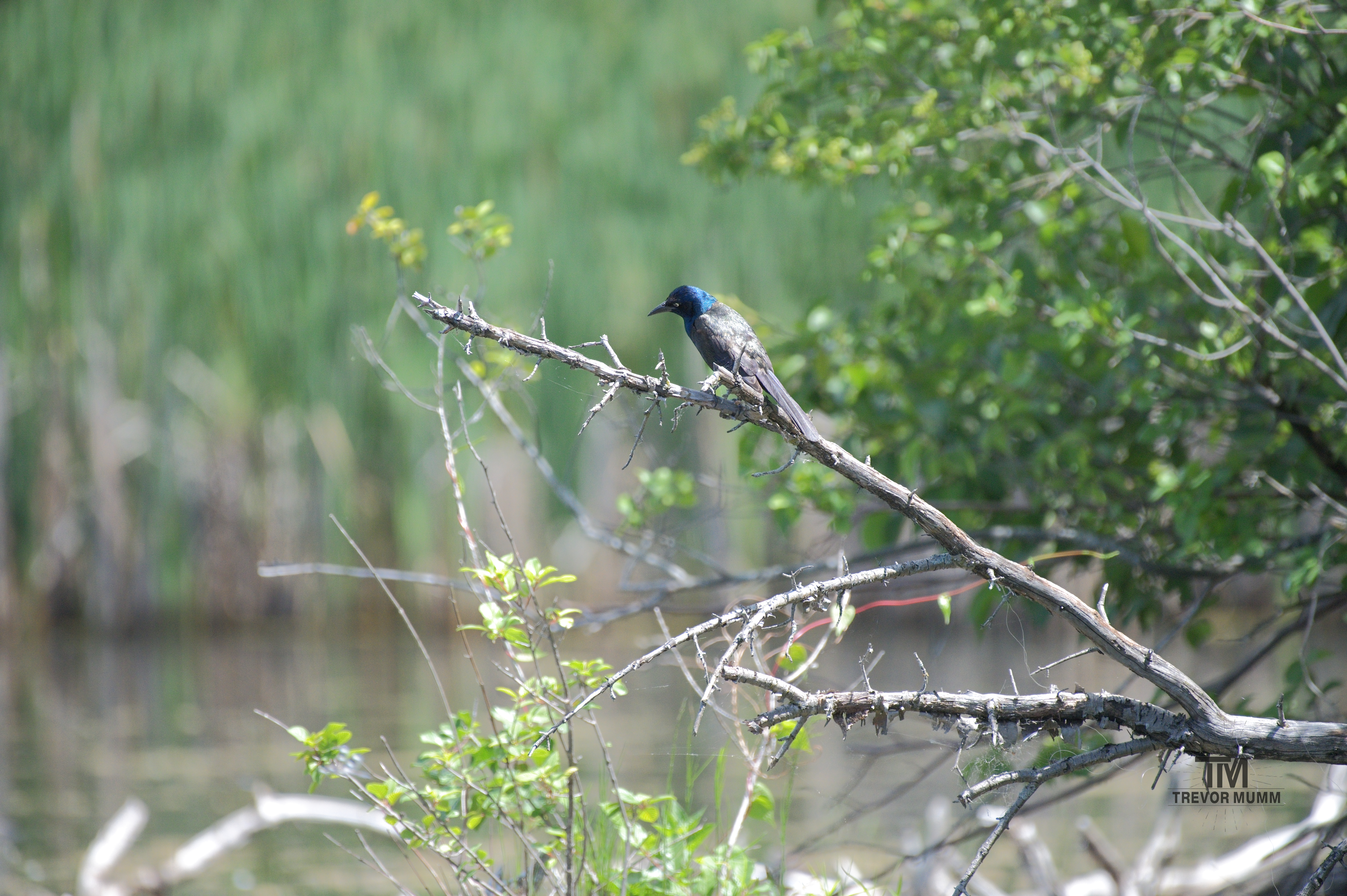 Common Grackle | Braun's Bay, EC WI