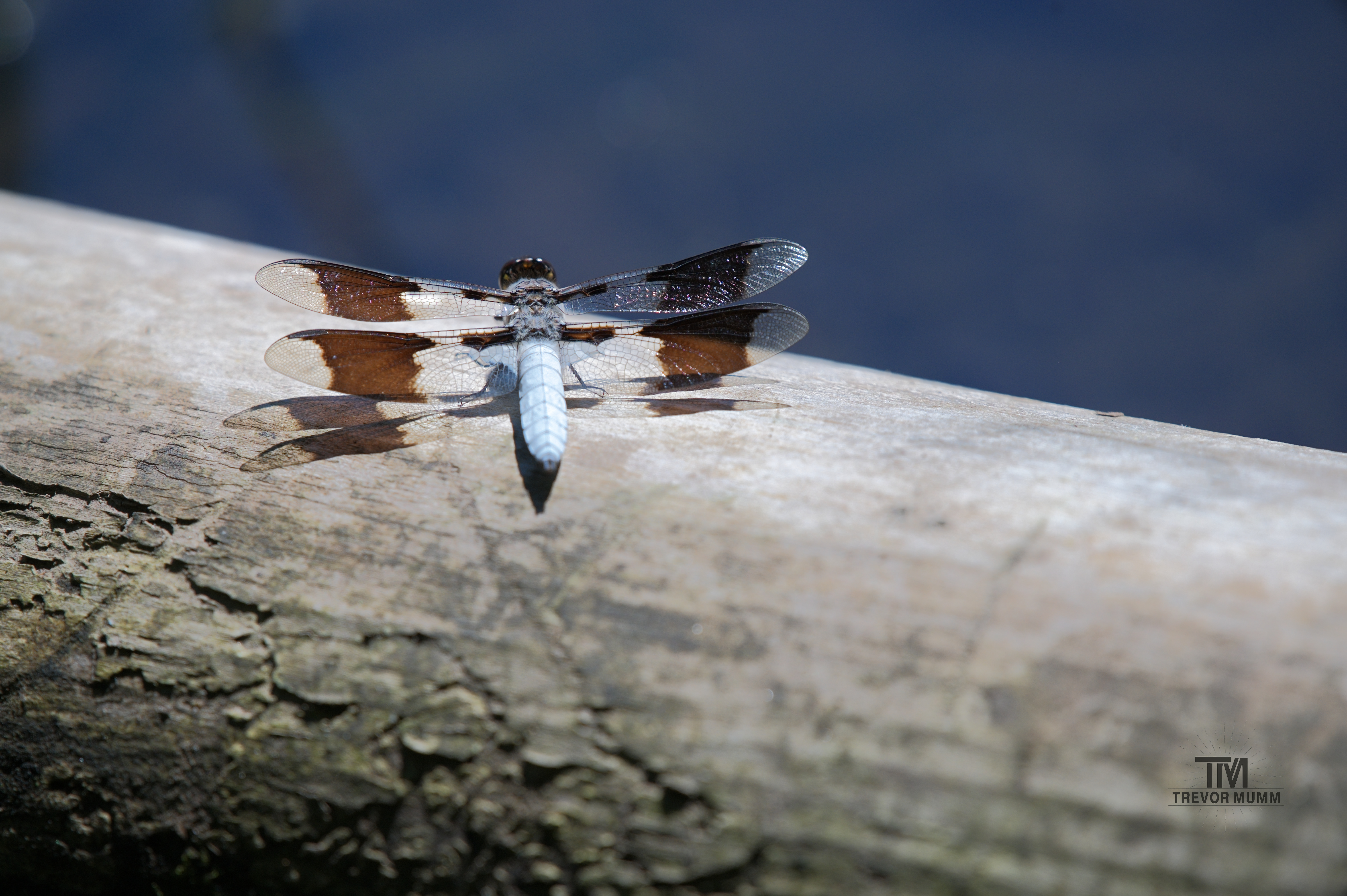 Common Whitetail Dragonfly | Braun's Bay, EC WI