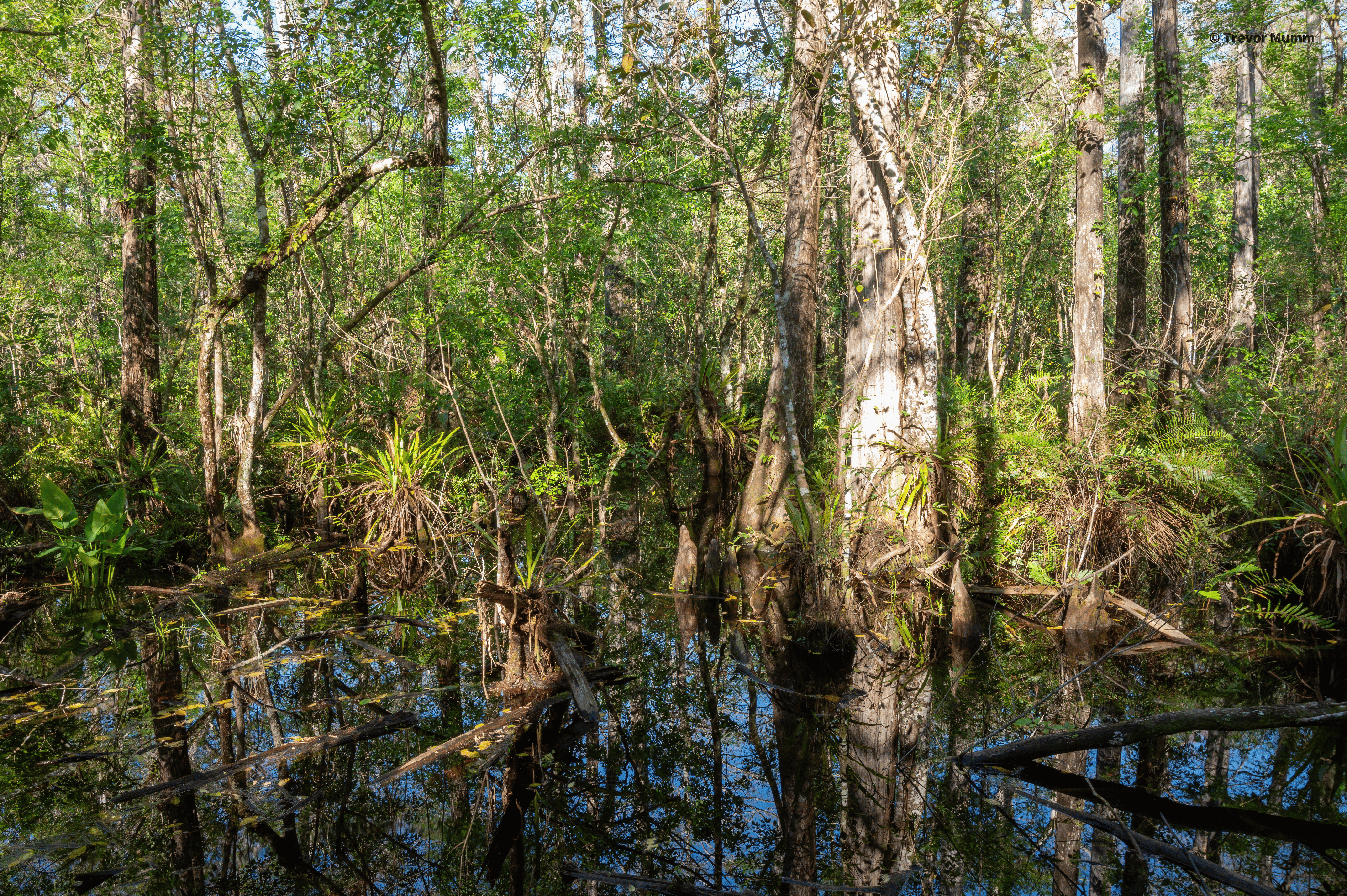 Corkscrew Swap | Everglades