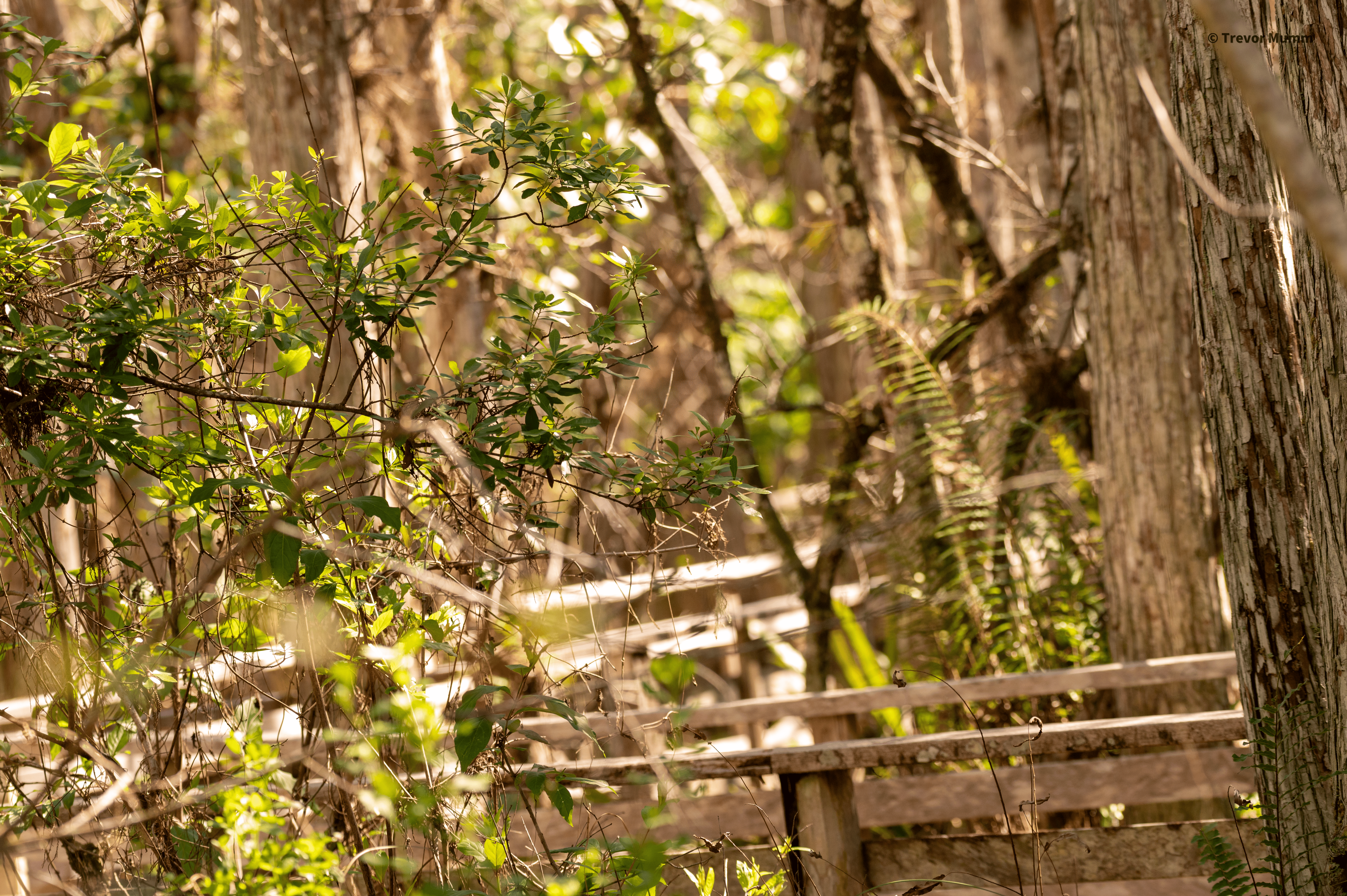 Corkscrew Swap Boardwalk | Everglades