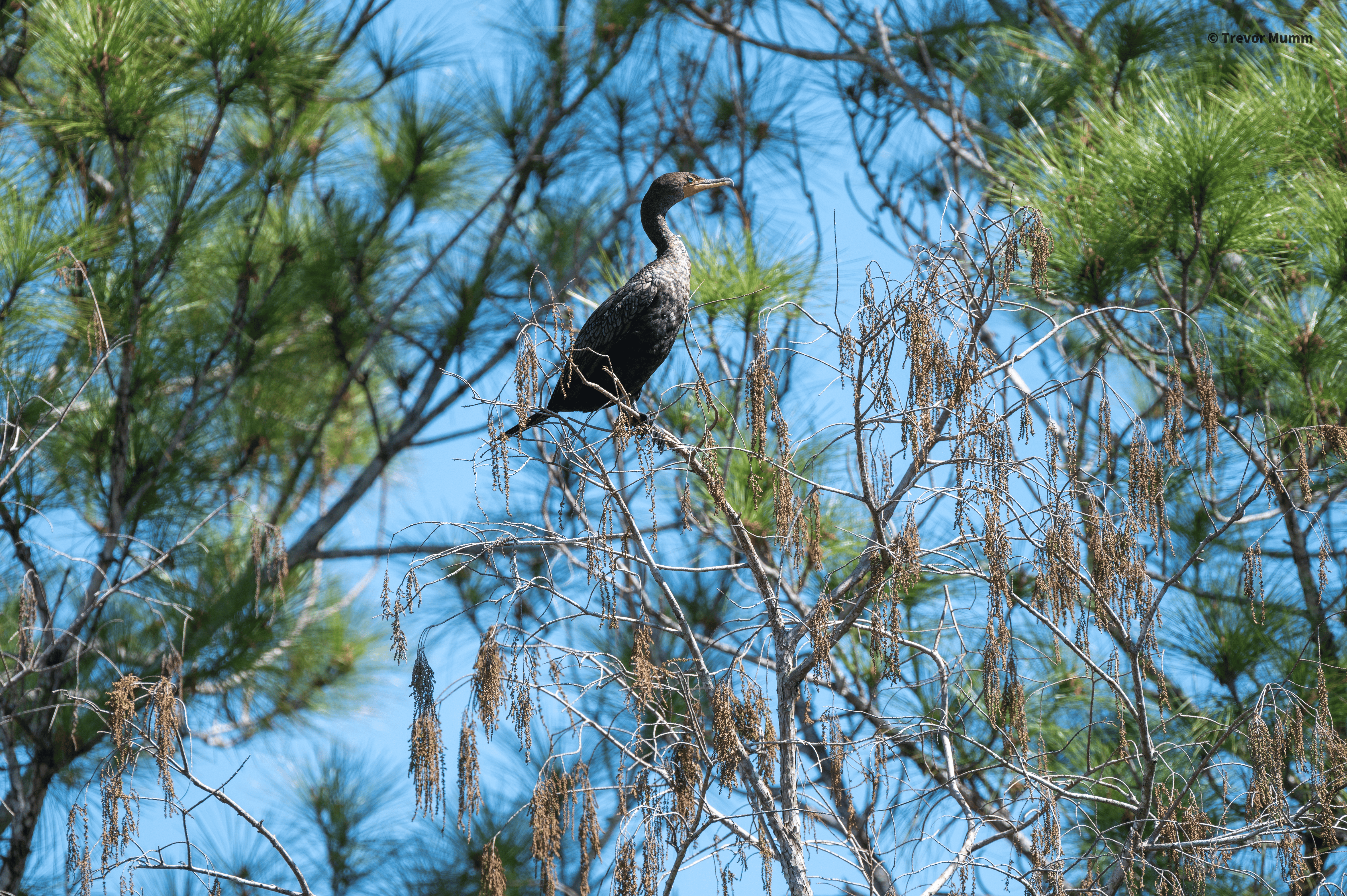 Cormorant in Tree | Everglades