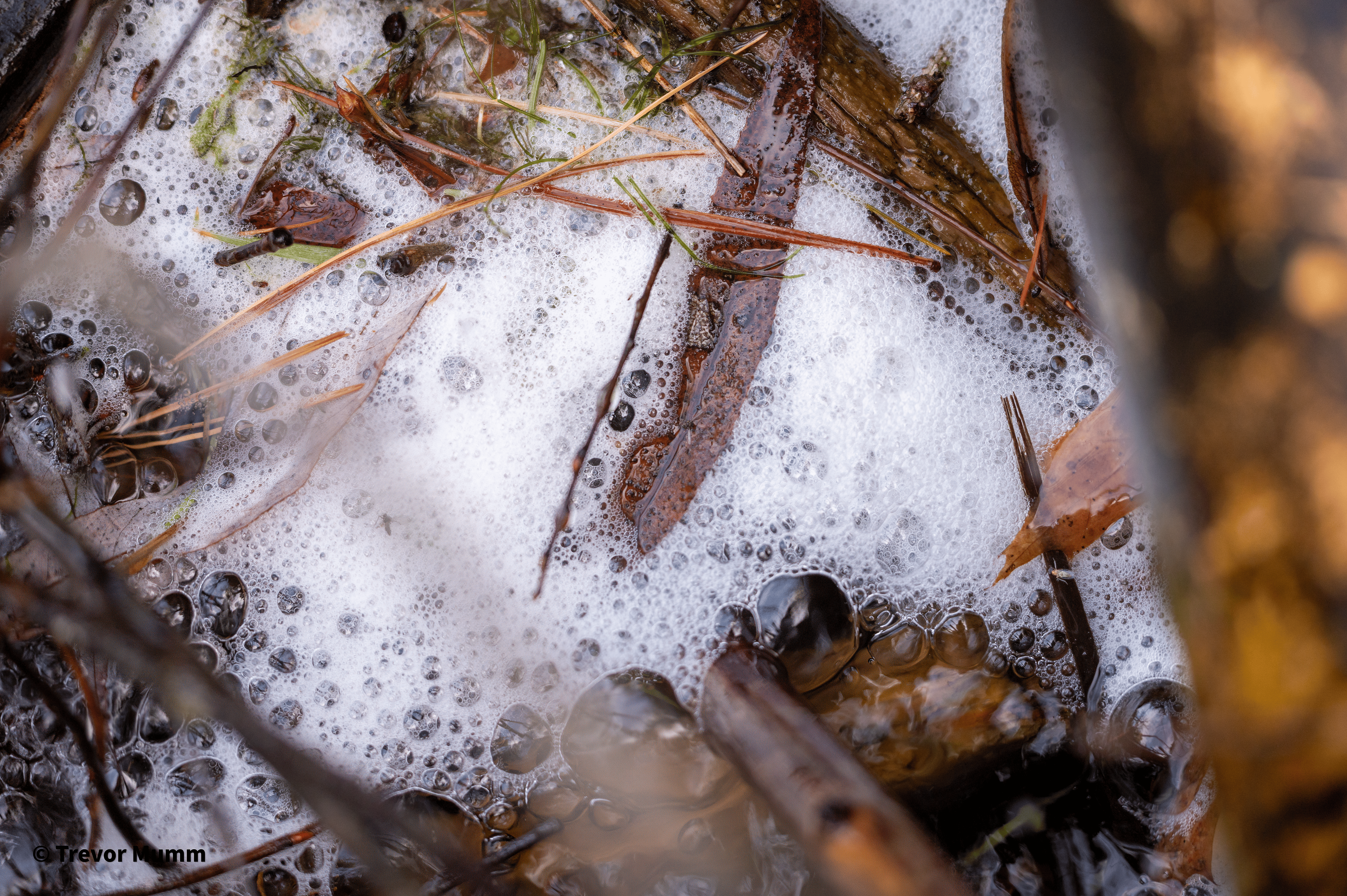 Creek Foam | Gun & Rod