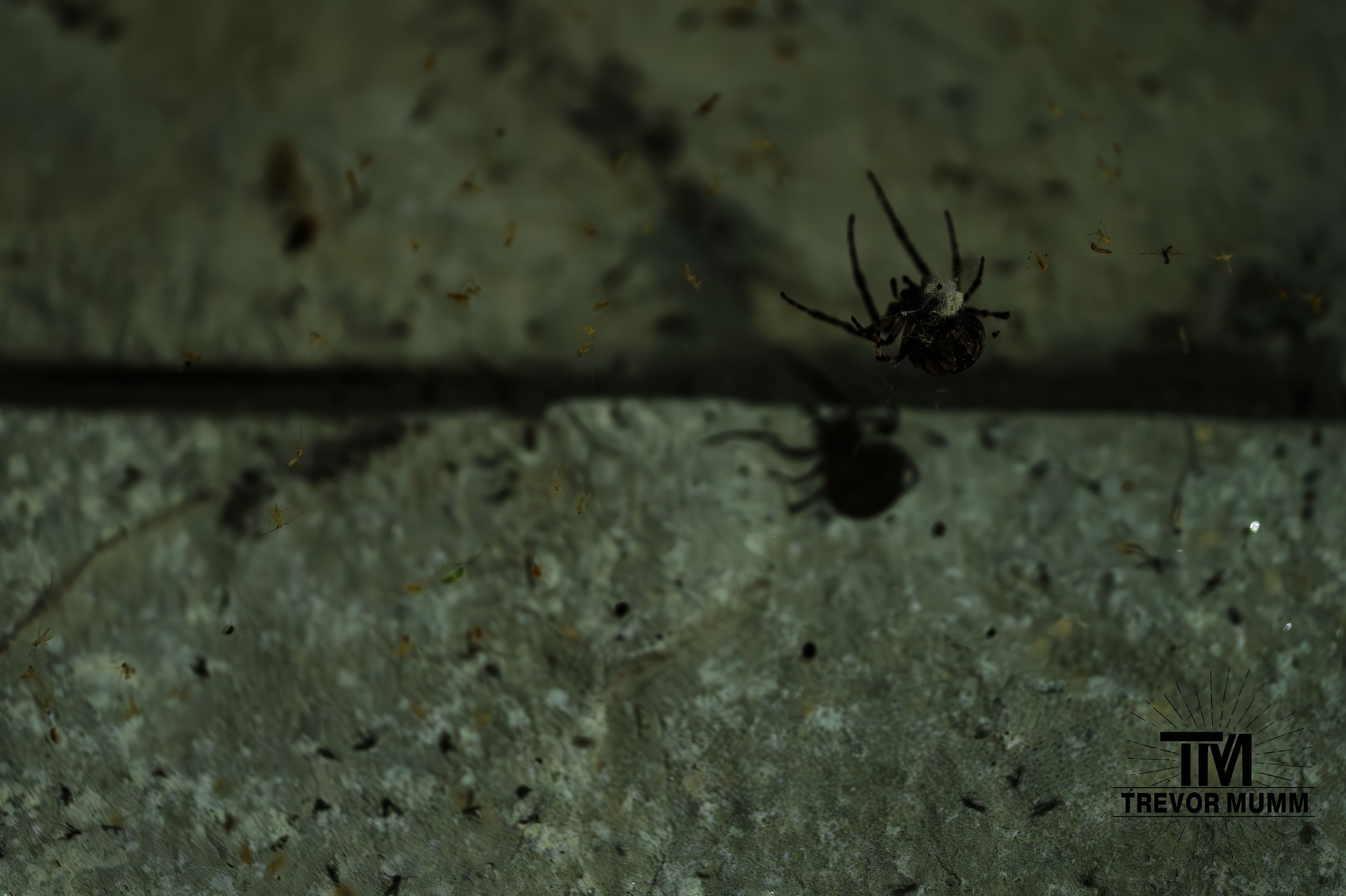 Crowned Orb Weaver | Eau Claire WI