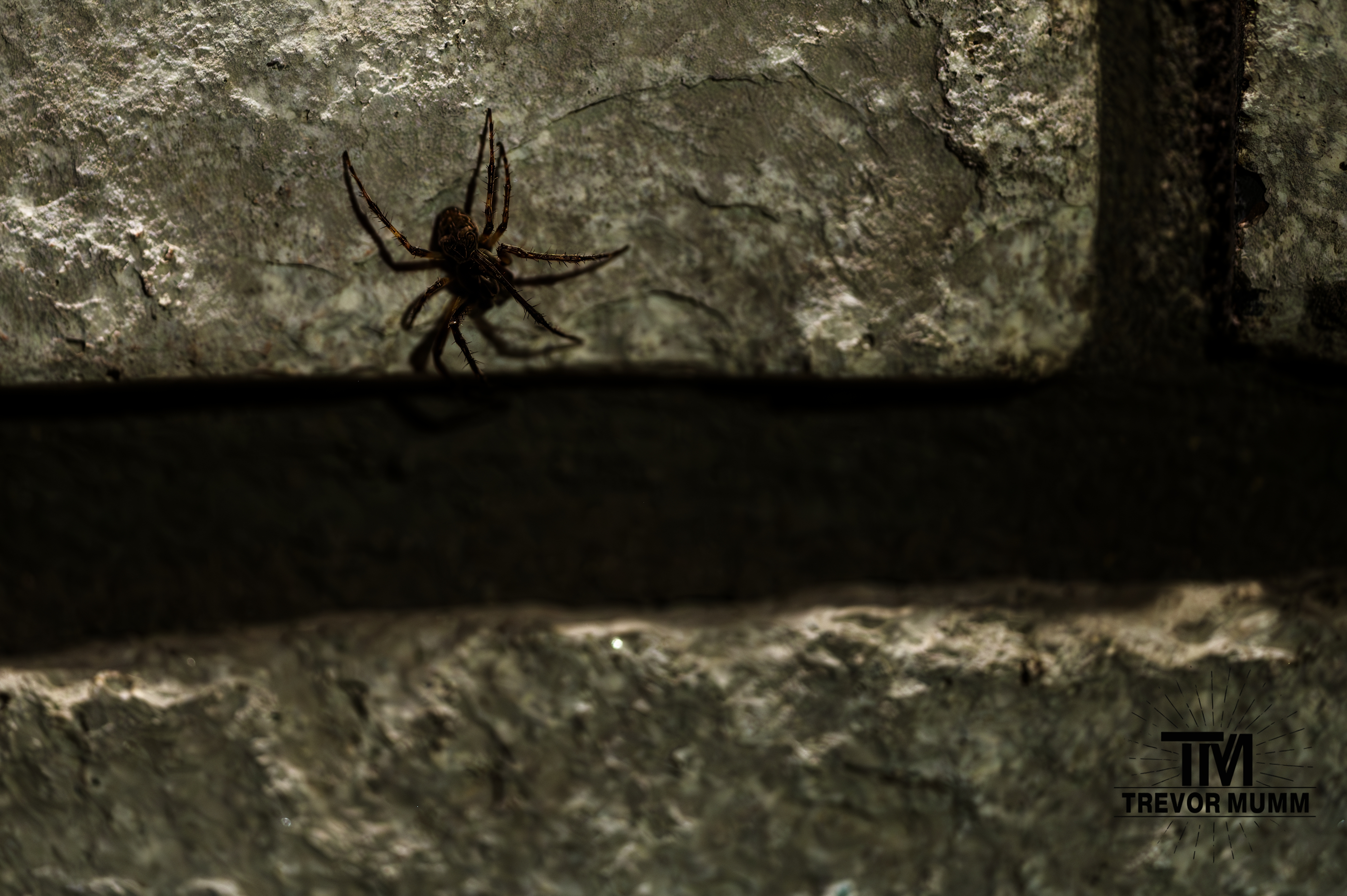 Crowned Orb Weaver | Eau Claire WI